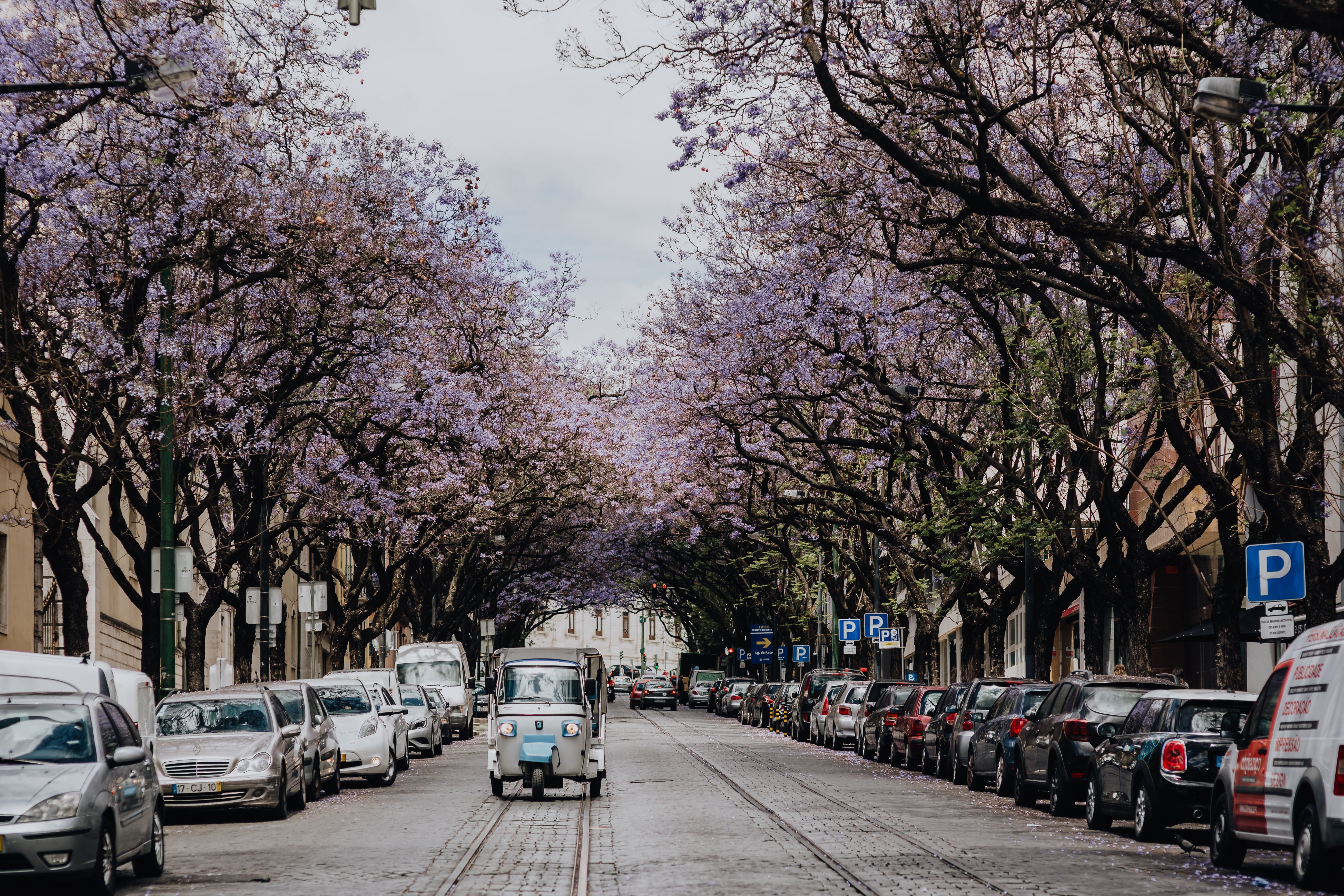 lisboa, transportation, cherry blossom, mode of transportation, motor vehicle, avenida, building exterior, carlos, dom, springtime, Jacaranda, trees, land vehicle, HD Wallpaper