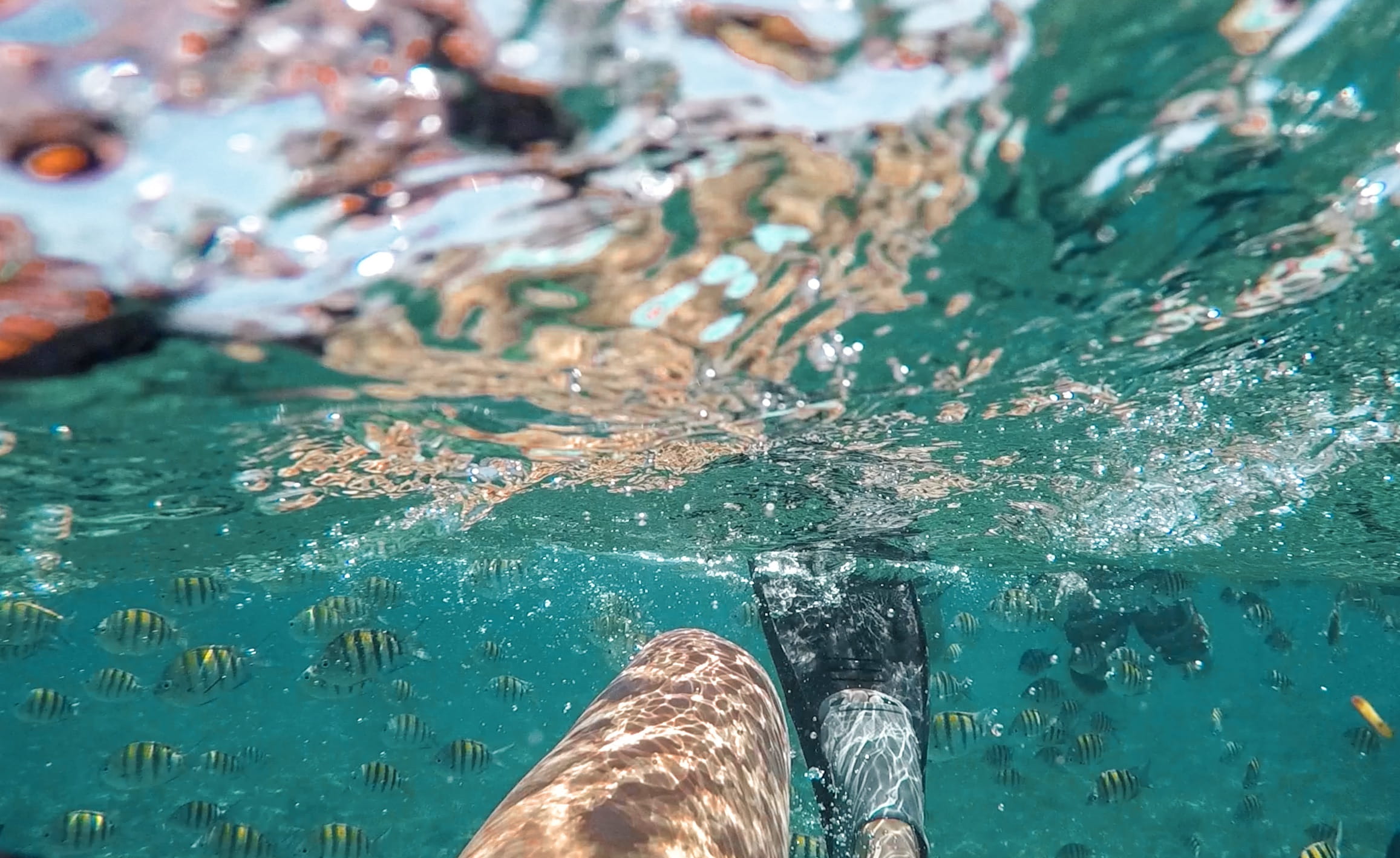 oceanview, snorkeling, vacations, swimming pool, lifestyles, human body part, fish, beach, water, nature, human leg, turquoise colored, cancun, explore, HD Wallpaper