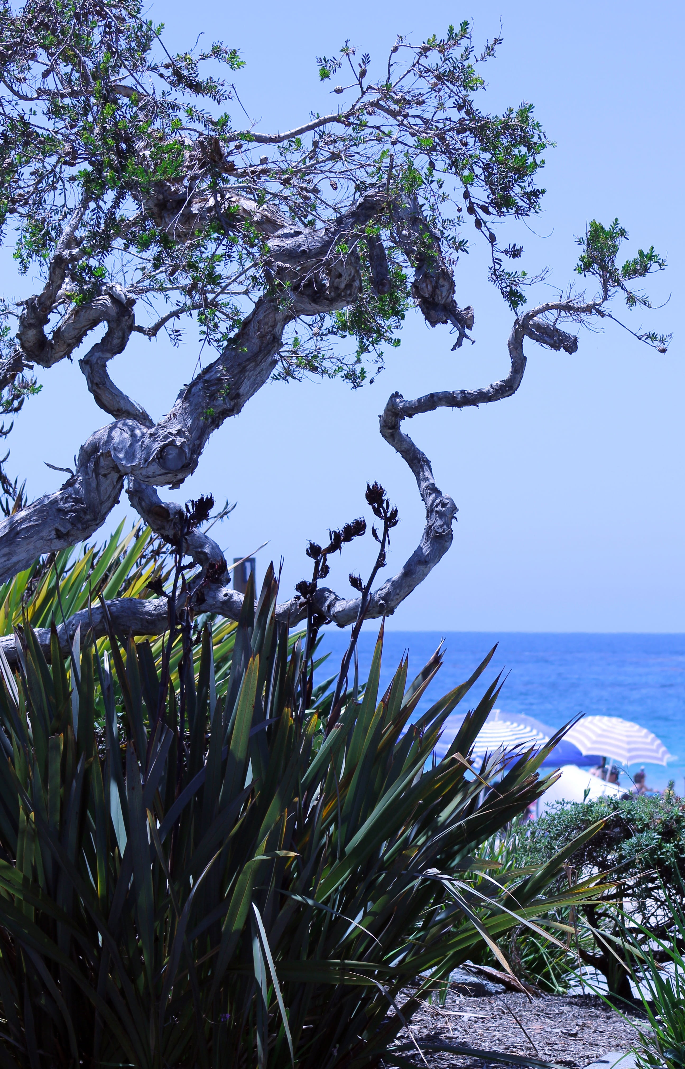 plant, sky, sun, green, branch, summer, scenics - nature, beauty in nature, vacation, 4K, growth, laguna beach, blue, tranquility, tree, beach, california, Phone HD Wallpaper