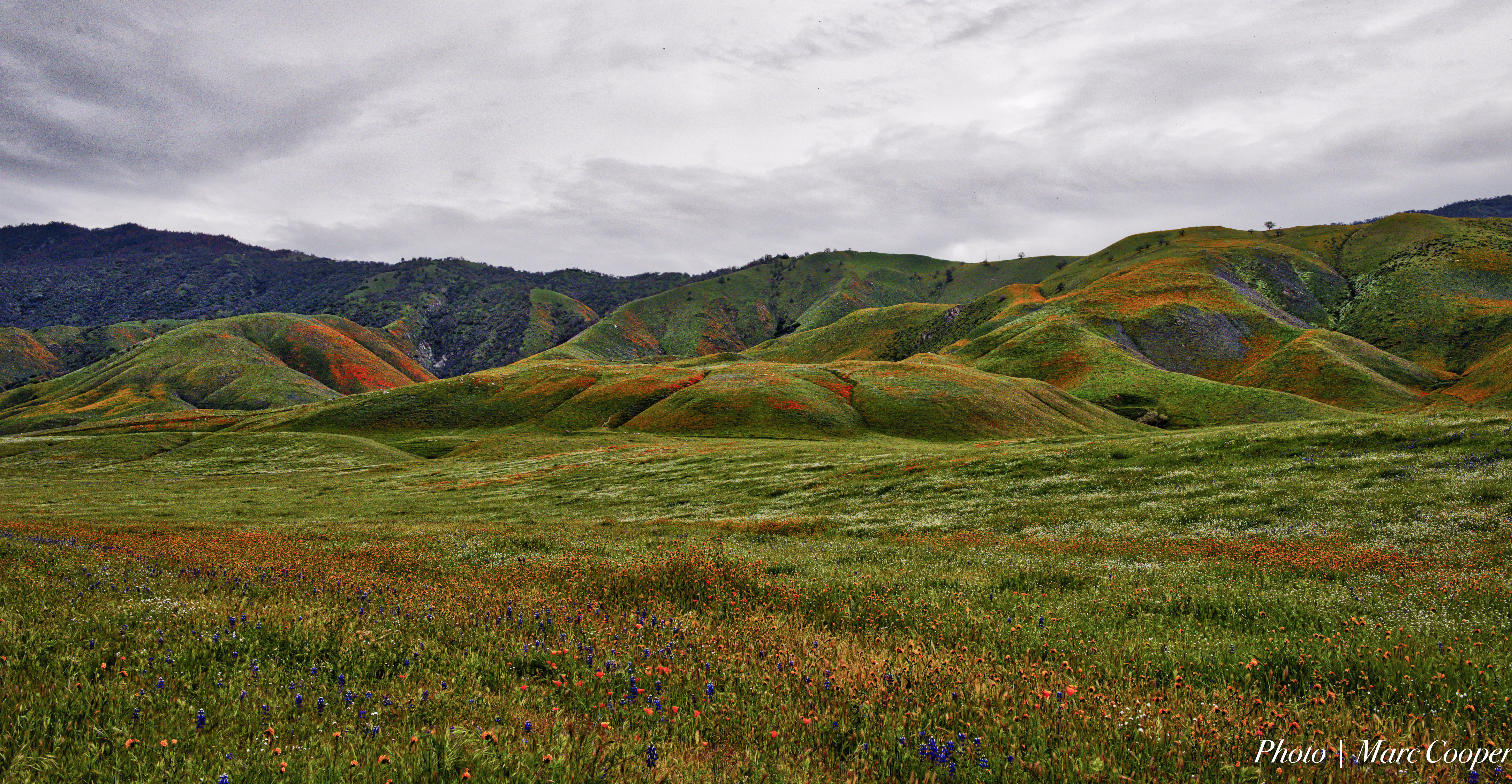 orange, green hills, outdoors, meadow, bloom, hdr, mountain, grass, nature, bakersfield, skies, nikon  d810, fields, landscape, hill, wildflowers, pasture, HD Wallpaper