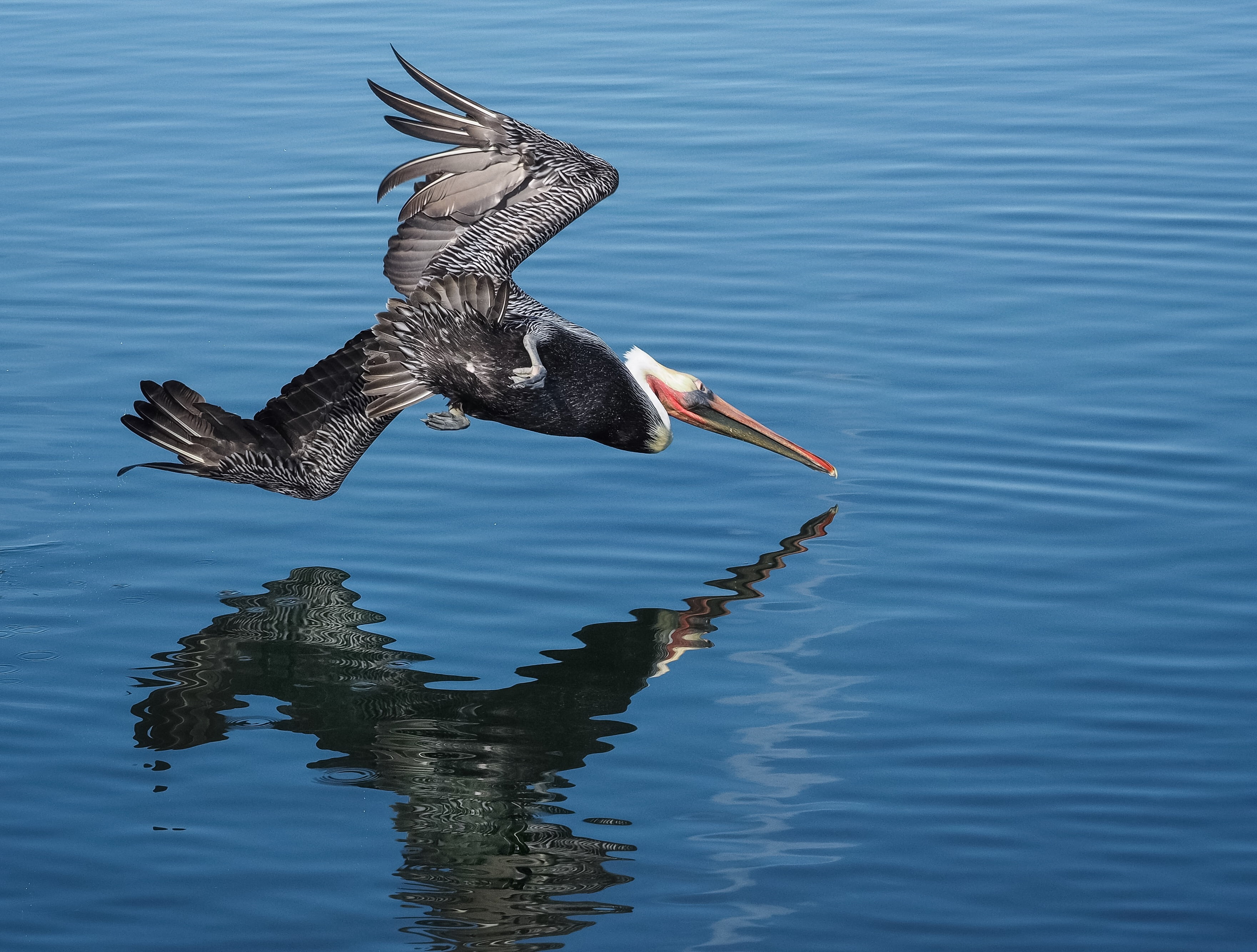 2K, Pelecanus occidentalis, body of water, nature, feeding, pelican, pelicans, bolsa chica ecological reserve, flying, bird, animal, wildlife, southern california, HD Wallpaper