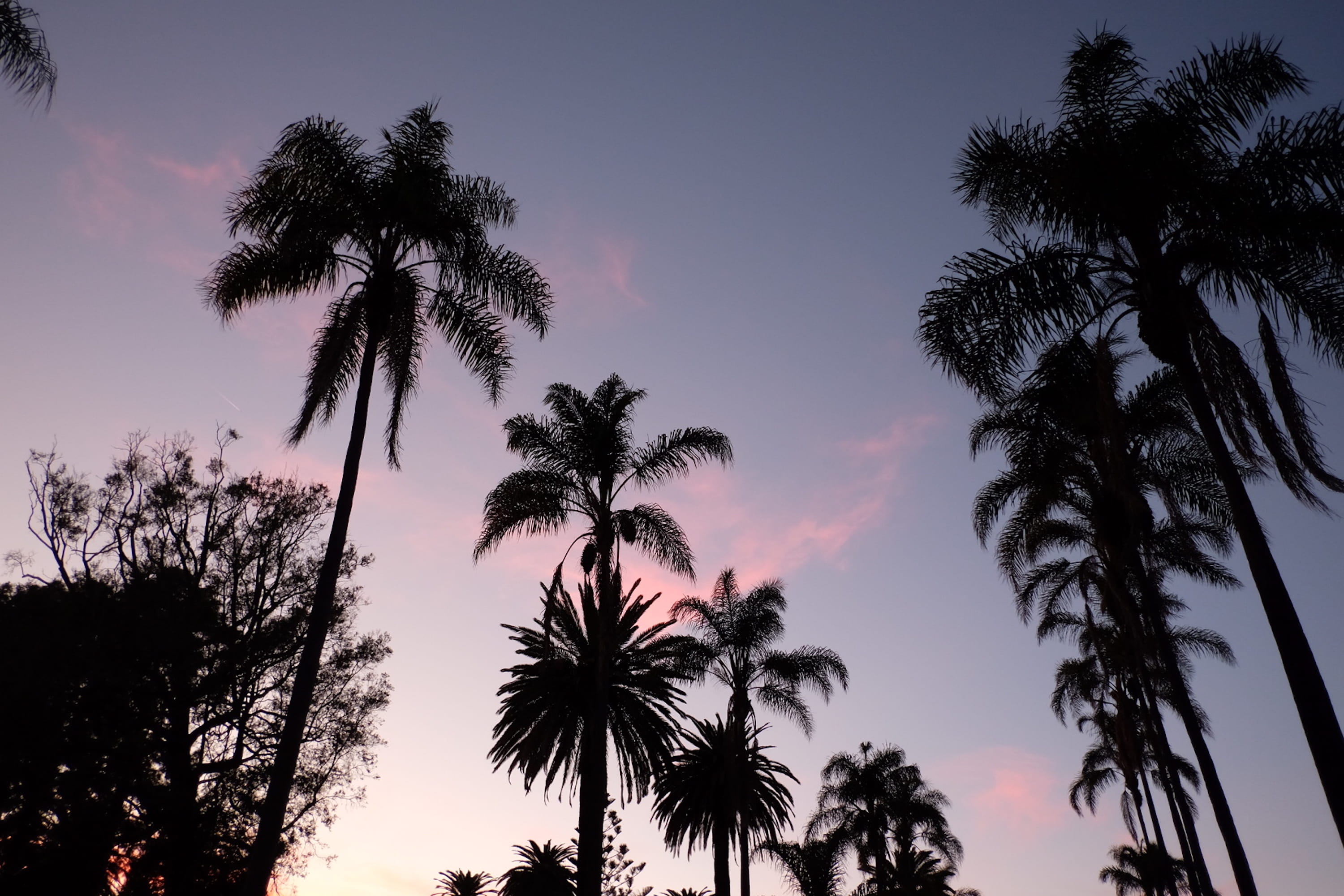 scenics - nature, outdoors, no people, growth, sky, united states, southern california, california, tranquil scene, palm trees, palm tree, purple, palm leaf, HD Wallpaper