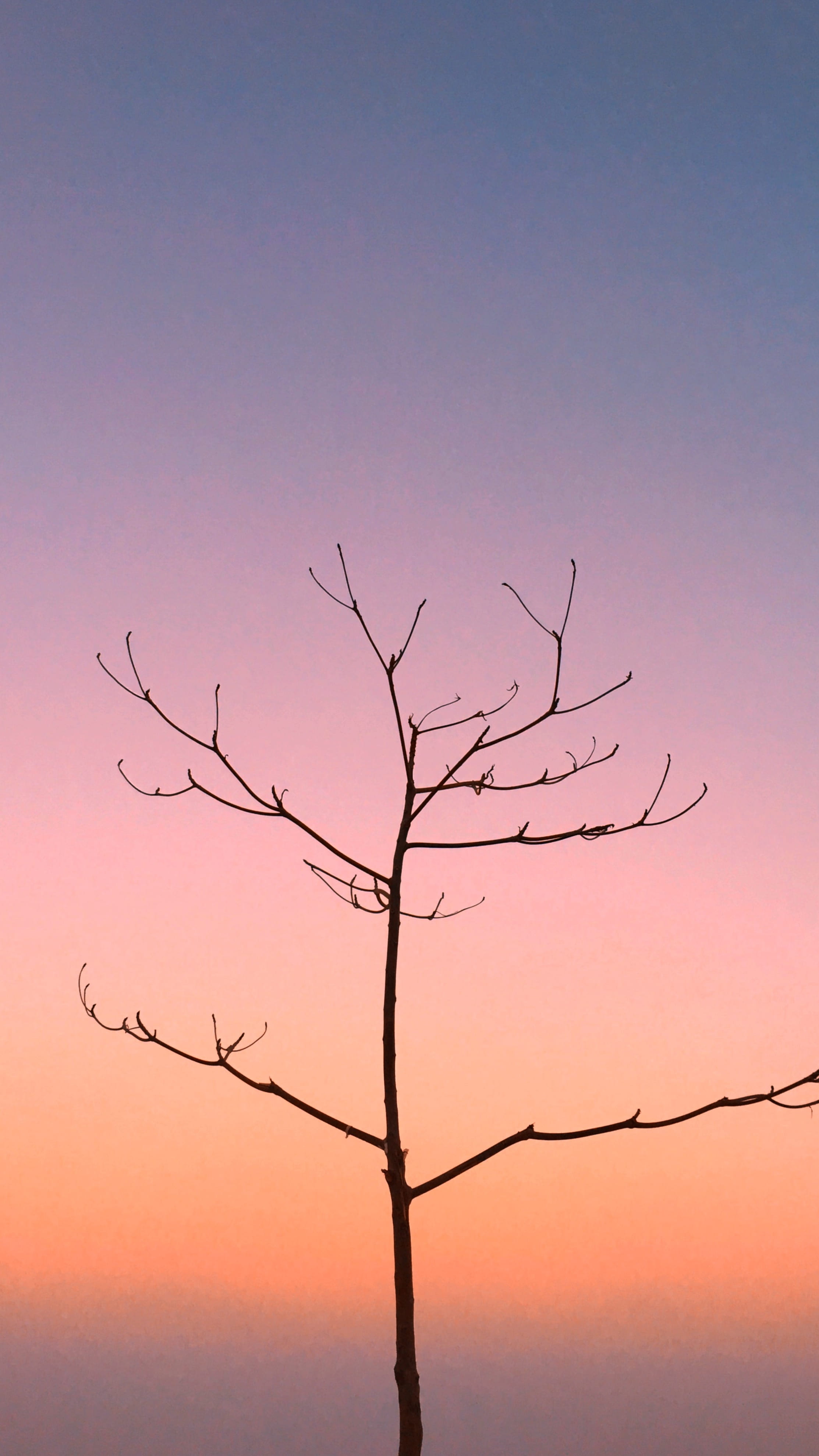 tree, branch, silhouette, bird, tranquil scene, 4K, animal, sky, plant, beauty in nature, maldives, dusk, outdoors, sunrise, no people, dawn, bare tree, Phone HD Wallpaper