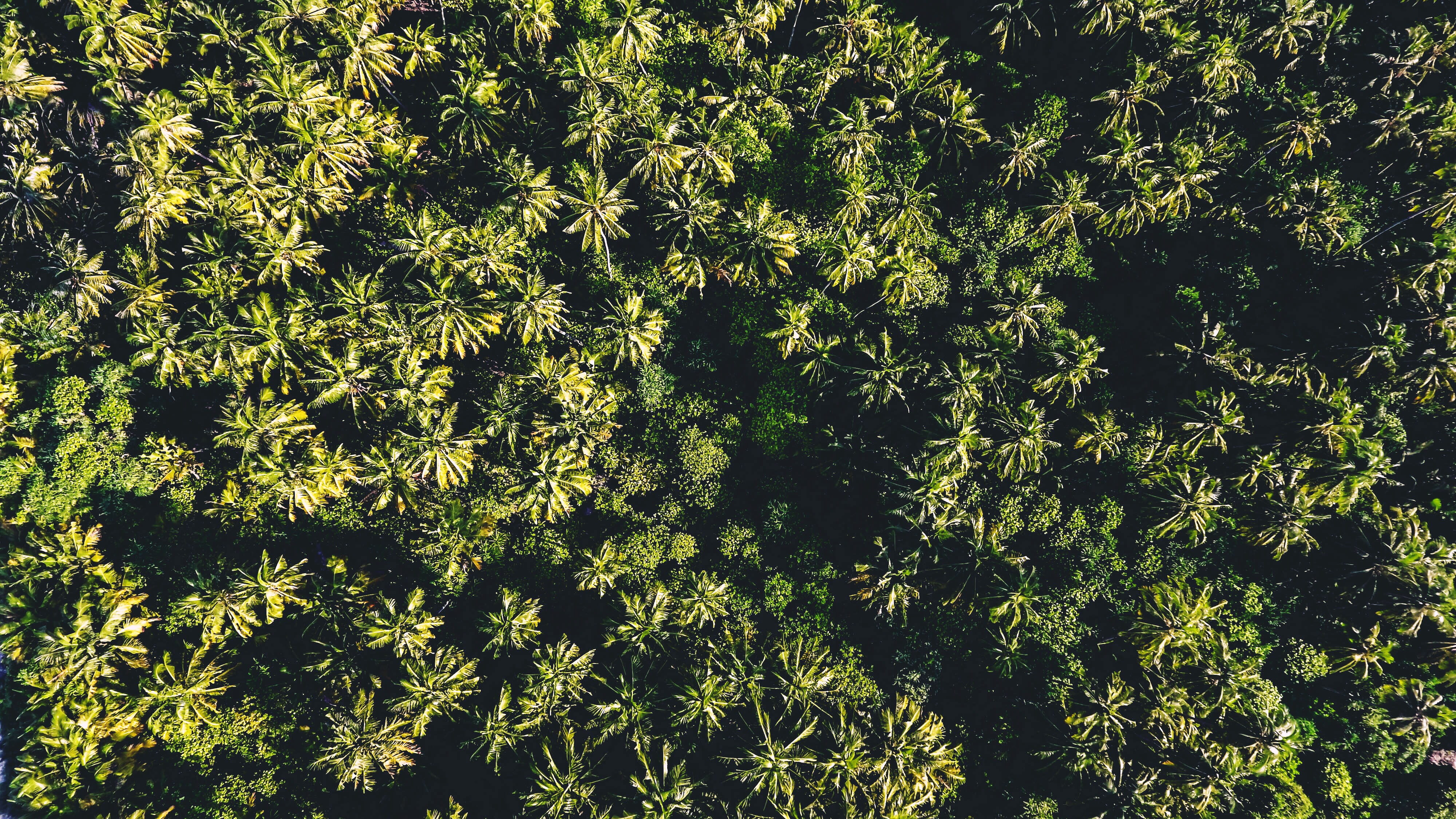 maldives, sunlight, foliage, daisies, malé, daisy, tranquility, growth, green color, blossom, trees, grass, full frame, moss, photography, 4K, forest, HD Wallpaper