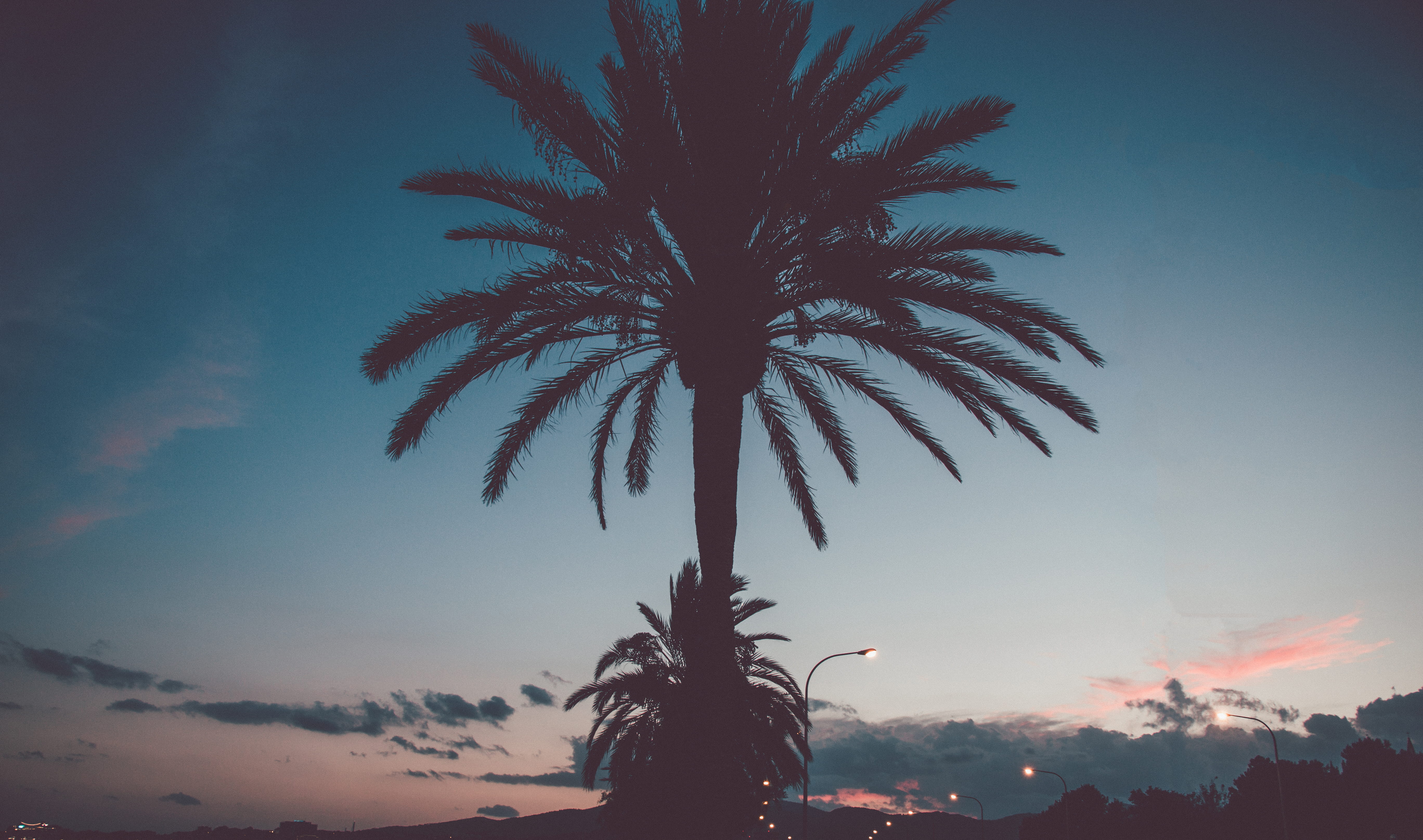 cloud - sky, no people, plant, light, 5K, silhouette, palm leaf, scenics - nature, tranquility, dusk, trees, sunset, color, outdoors, tropical tree, nature, HD Wallpaper