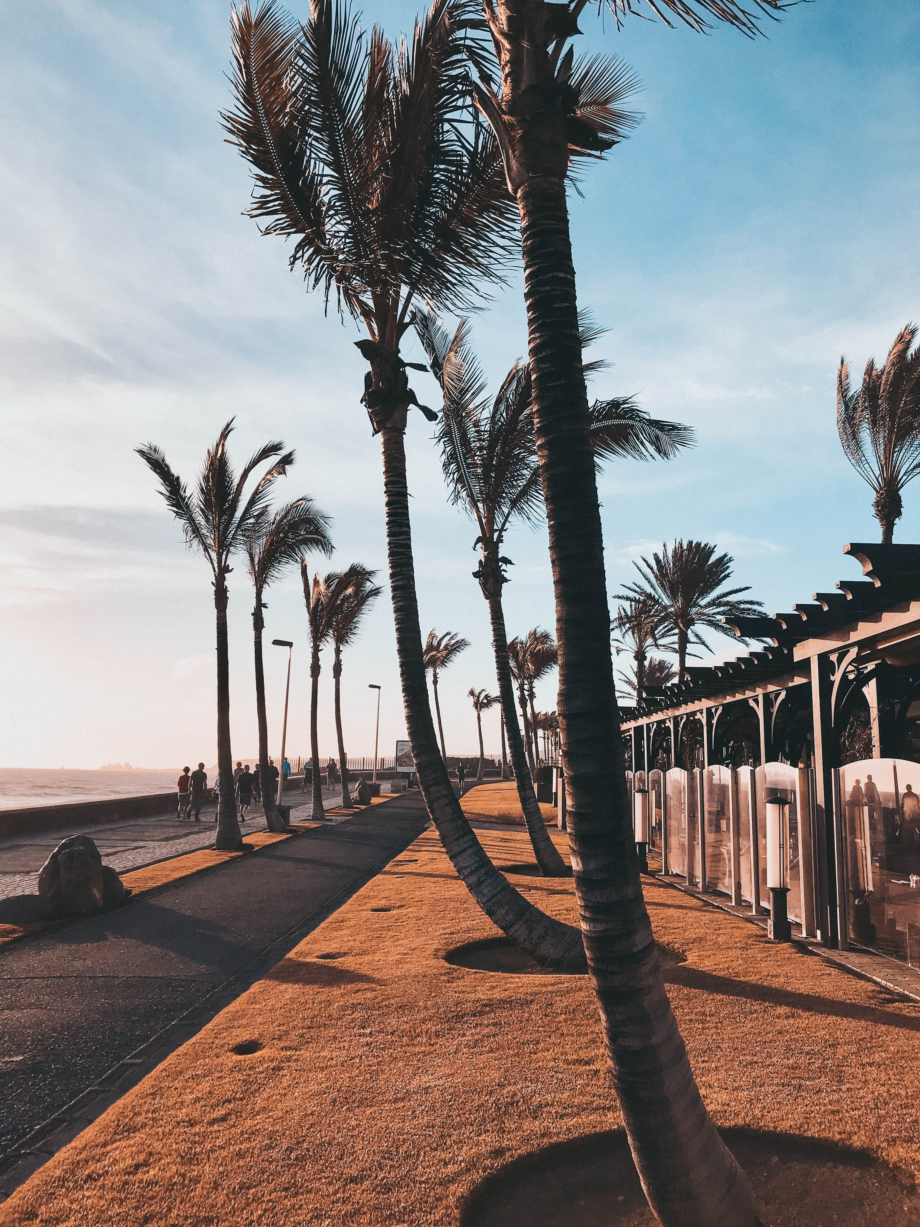 tree, scenics - nature, treelined, street, sky, beauty in nature, sea, palm tree, nature, land, shadow, tree trunk, sunlight, 4K, trees, cloud - sky, tranquil scene, Phone HD Wallpaper