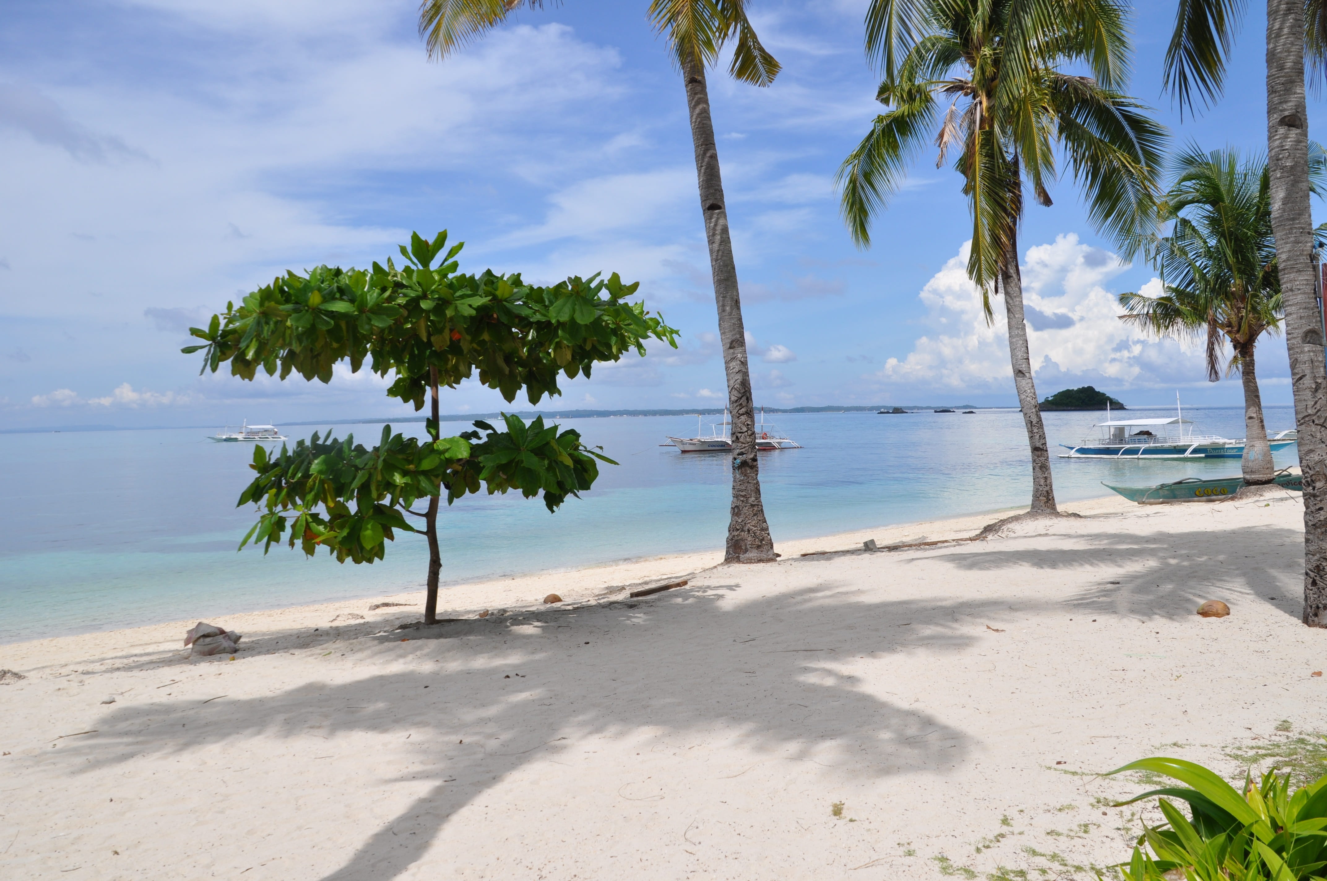 coconut palm tree, growth, tropical tree, palmtrees, nature, tranquility, sunlight, water, malapascua island, outdoors, sea, boats, beach, horizon over water, HD Wallpaper