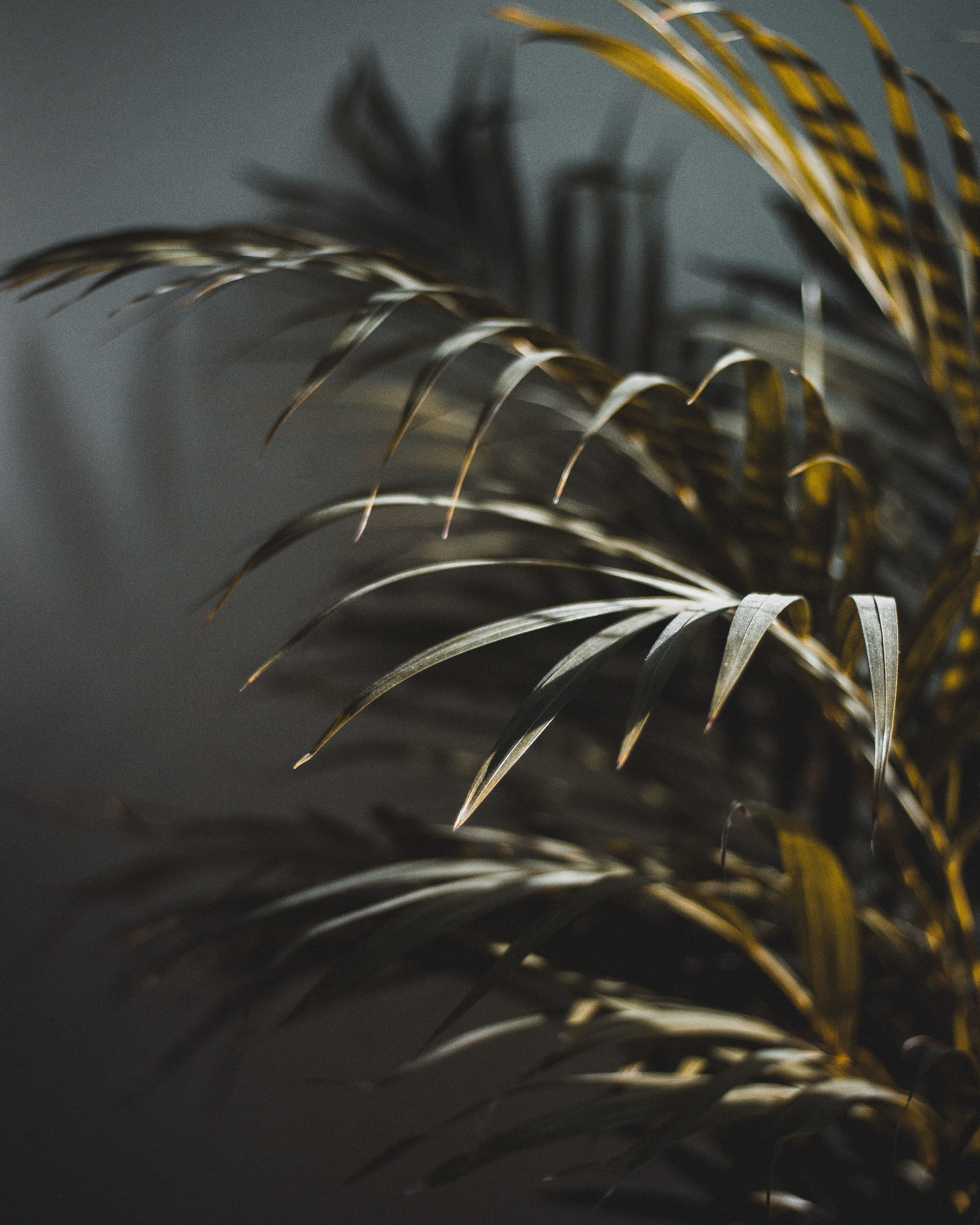 tree, beauty In Nature, palm, plant, seed, yellow, growth, palmtree, summer, no People, palm Tree, nature, leaf, outdoors, closeup, green, sunlight, macro, Phone HD Wallpaper