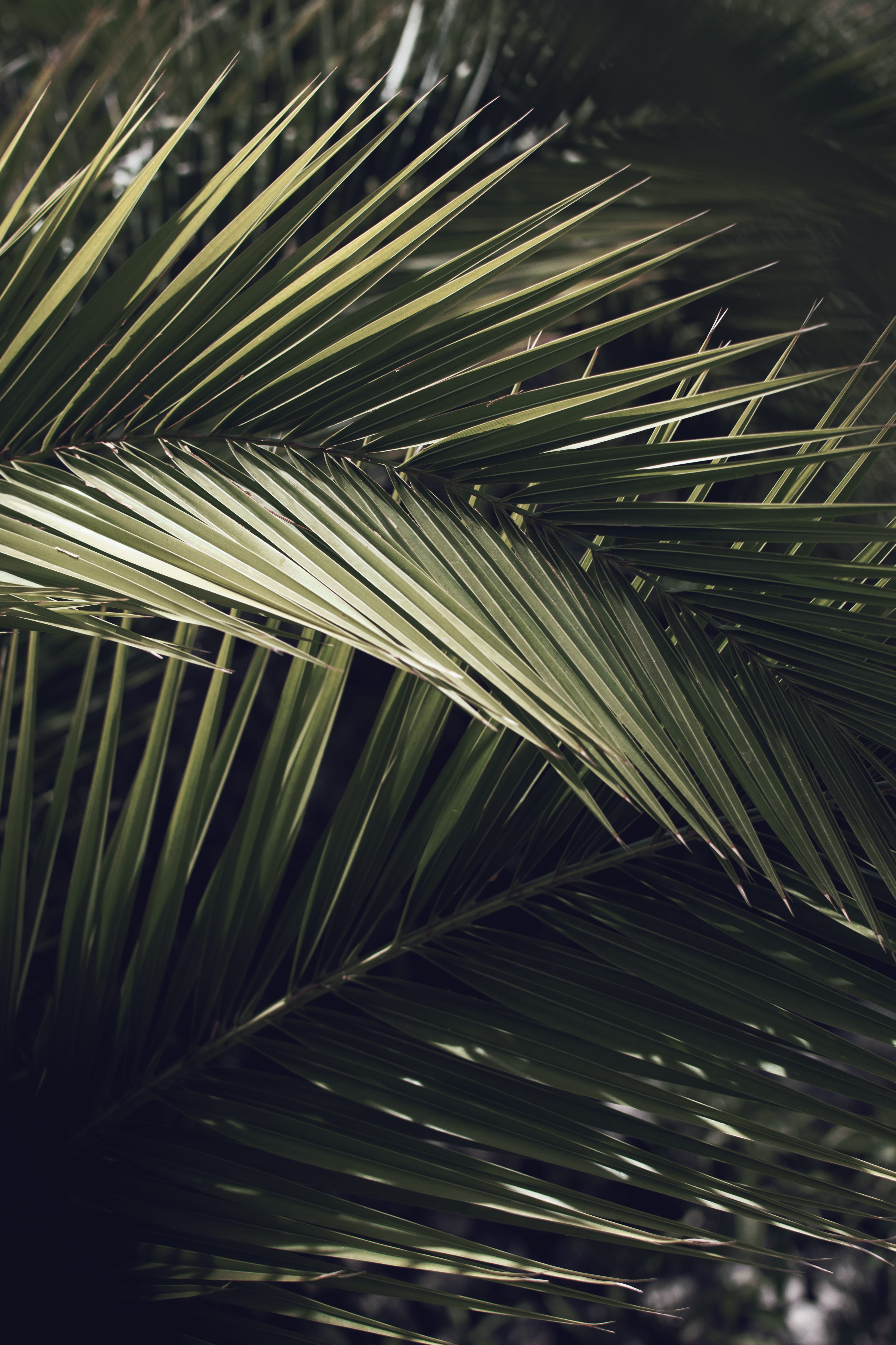 plant, backgrounds, flare, natural pattern, freshness, light, nature, beauty in nature, vegetation, close-up, agavaceae, no people, tropical, arecaceae, Phone HD Wallpaper