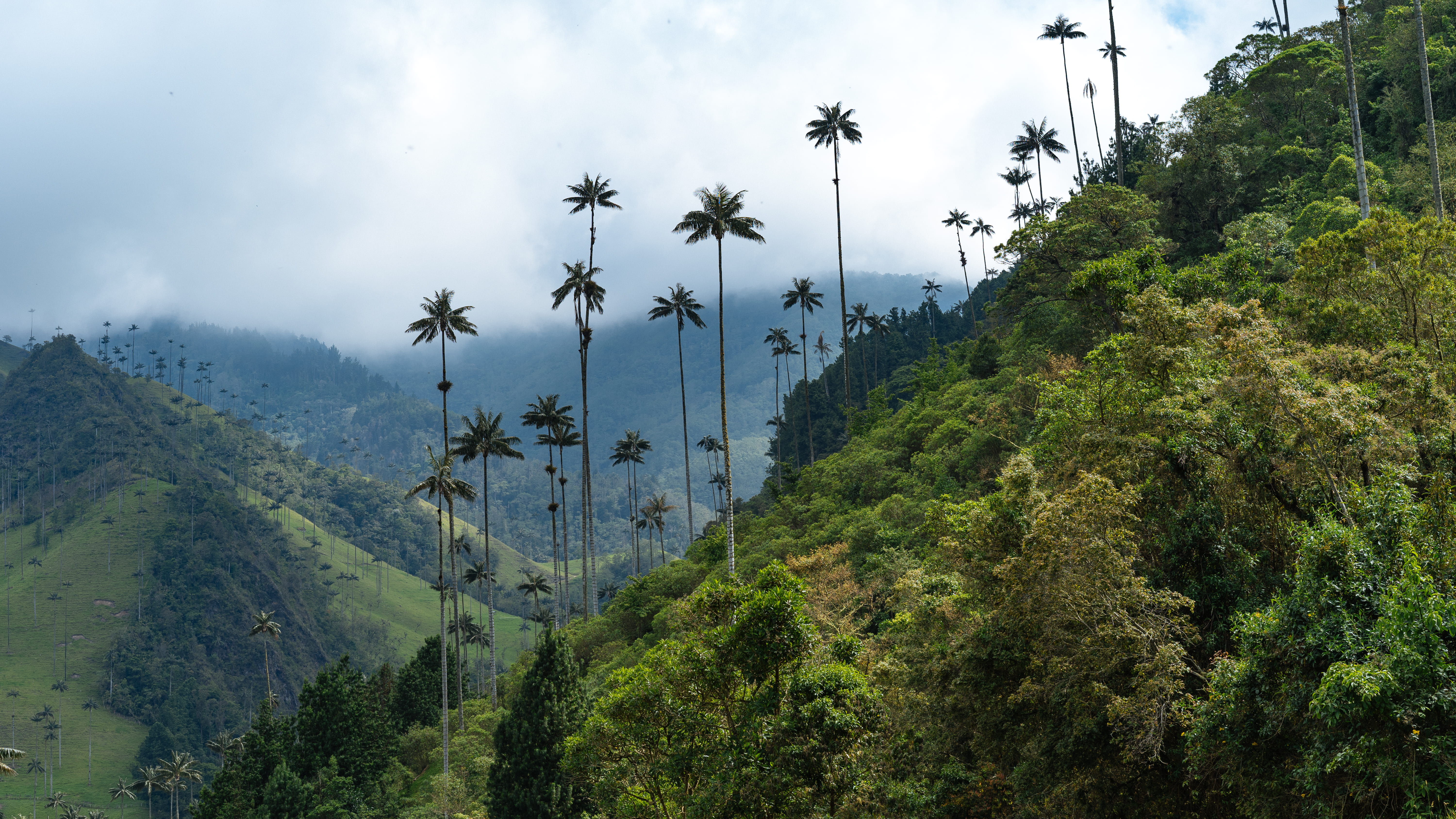 salento, coconut palm tree, plant, south america, tree, day, non-urban scene, cloud, beauty in nature, palm tree, palm, leaves, nature, hike, travel, growth, HD Wallpaper