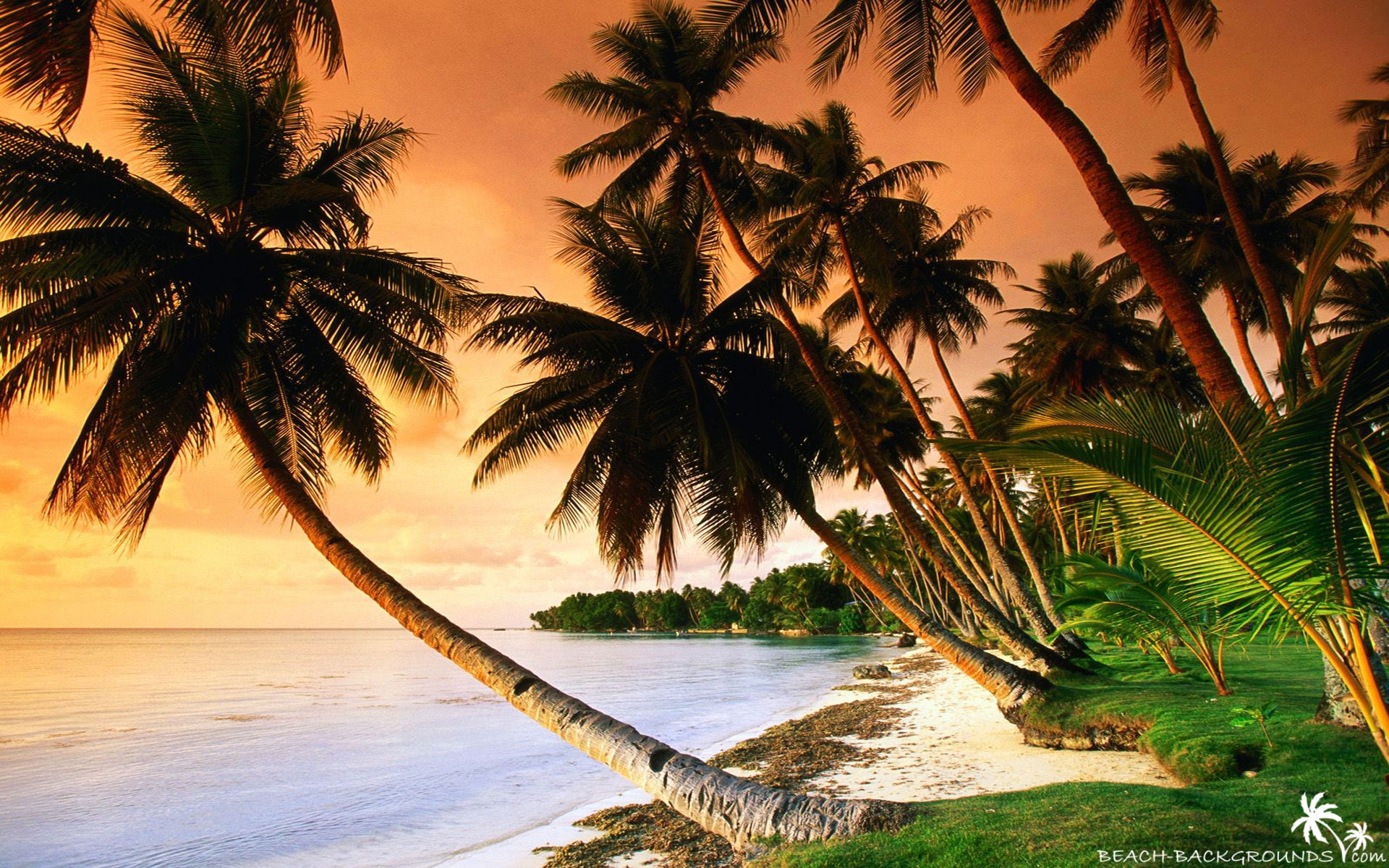 trees, x, palm, hd, palmtrees, art, nature, beach, 1080P, sunset, sky, HD Wallpaper