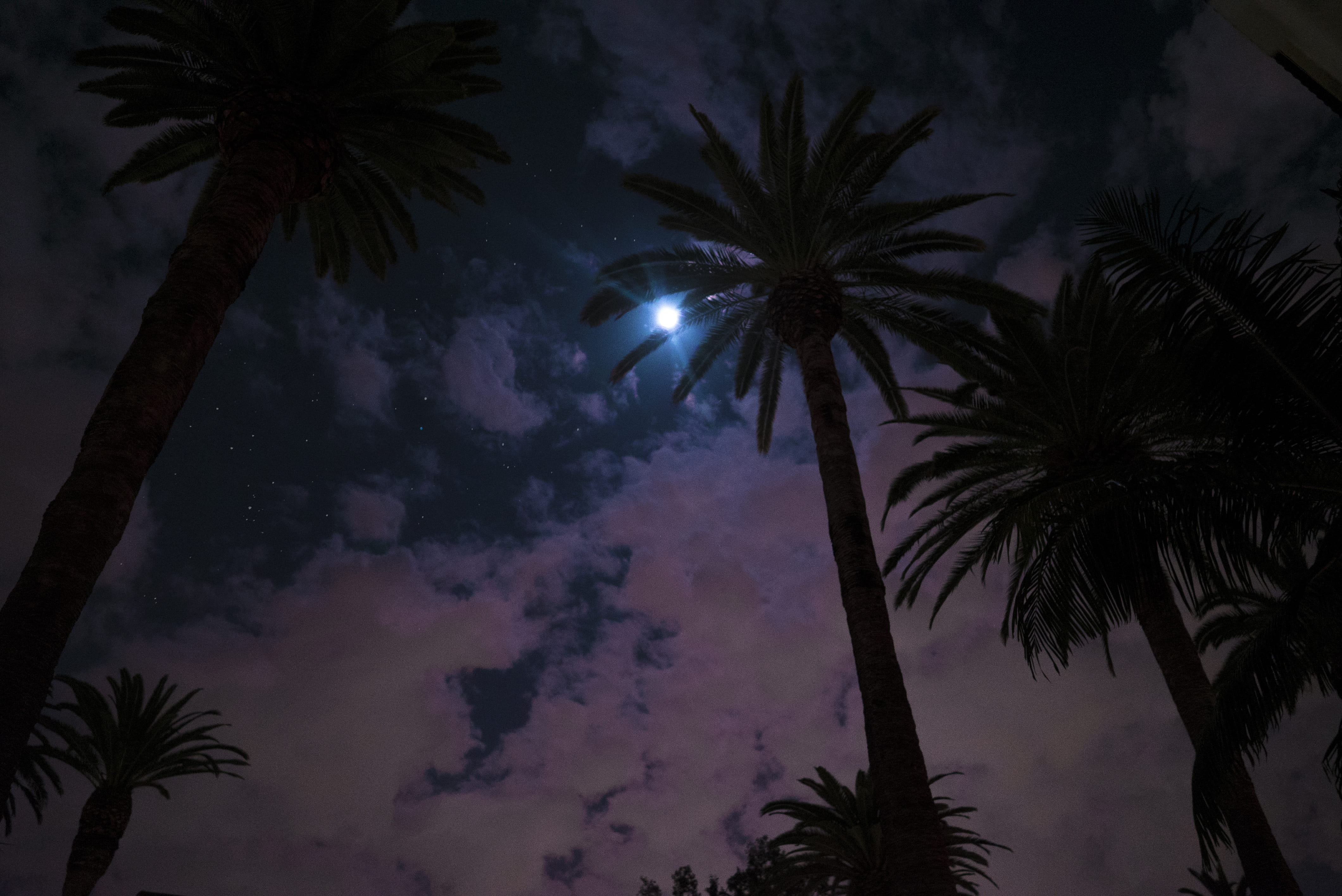 stars, low angle view, tropical tree, palm, tree trunk, palmtrees, tranquil scene, losangeles, united states, no people, palm tree, nature, tree, sky, galaxy, HD Wallpaper