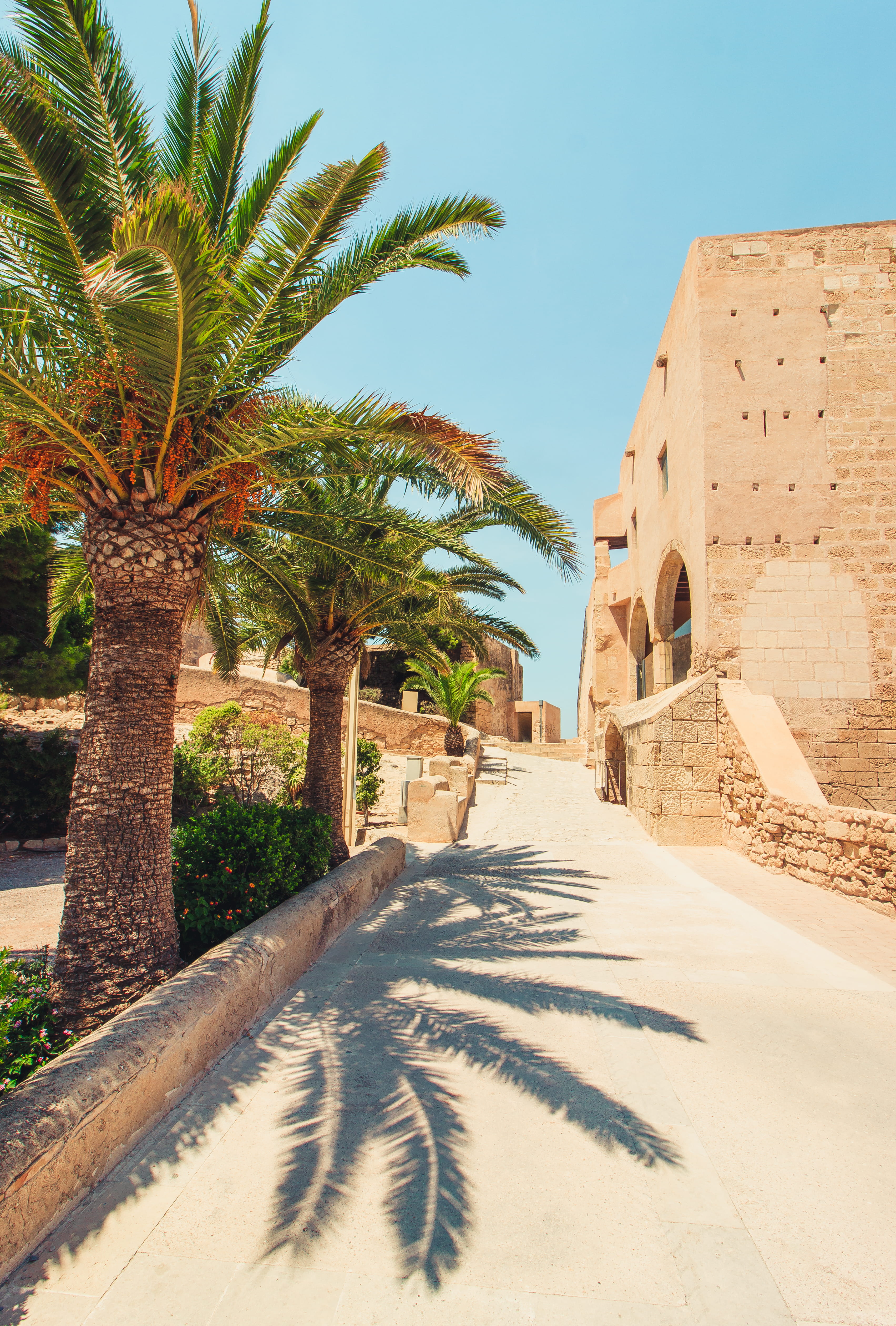 leaves, building exterior, fortres, palm tree, spain, castle, growth, malaga, nature, no people, andalucia, day, plant, old, sun, direction, sunlight, architecture, Phone HD Wallpaper