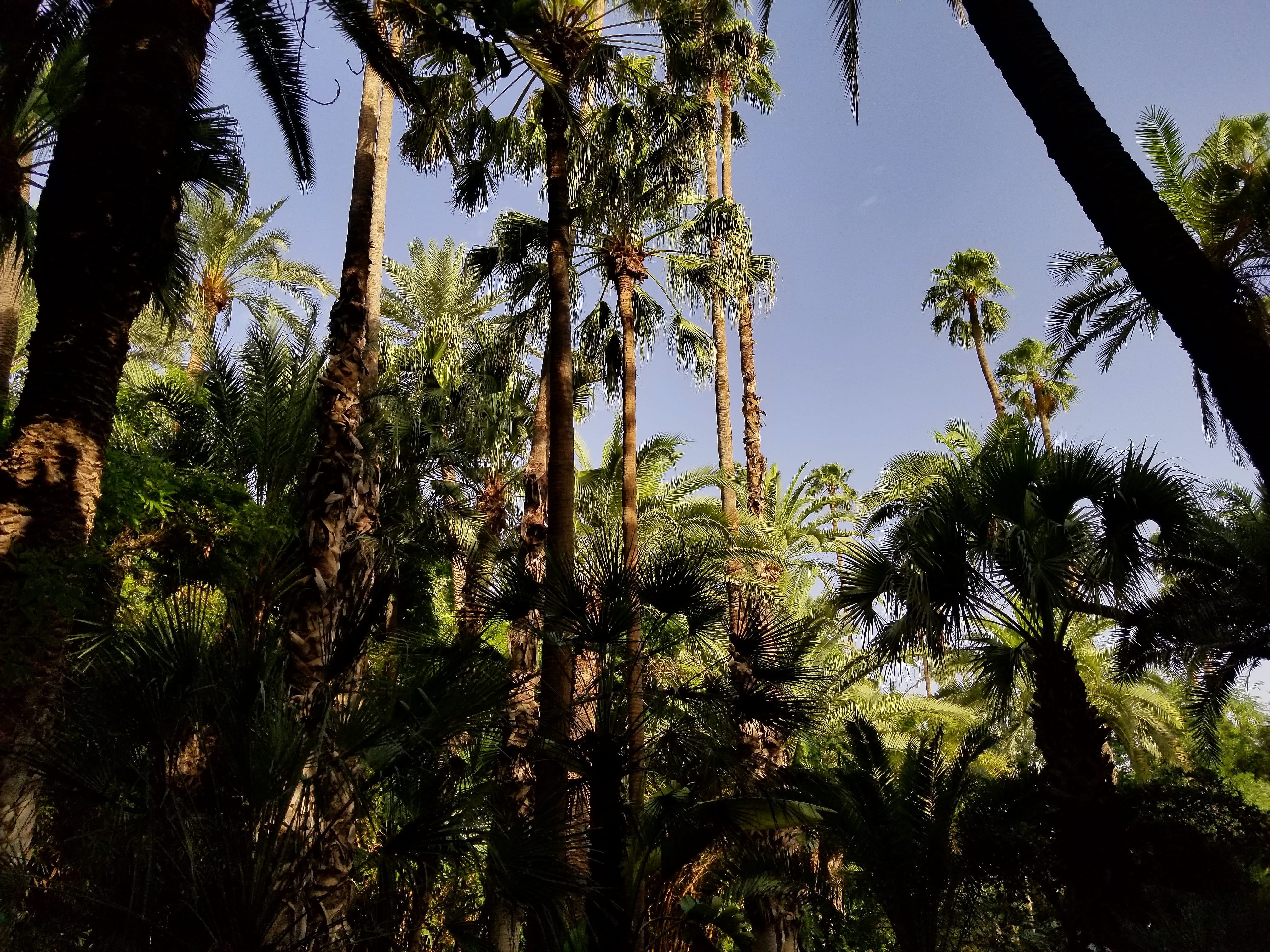 ysl garden, tranquil scene, beauty in nature, summer, palm tree, samsung s8, growth, plant, marrakesh, land, samsung, villa dar sabah (prés jardin majorelle) av. yacoub el mansour 40 000 marrakech, HD Wallpaper