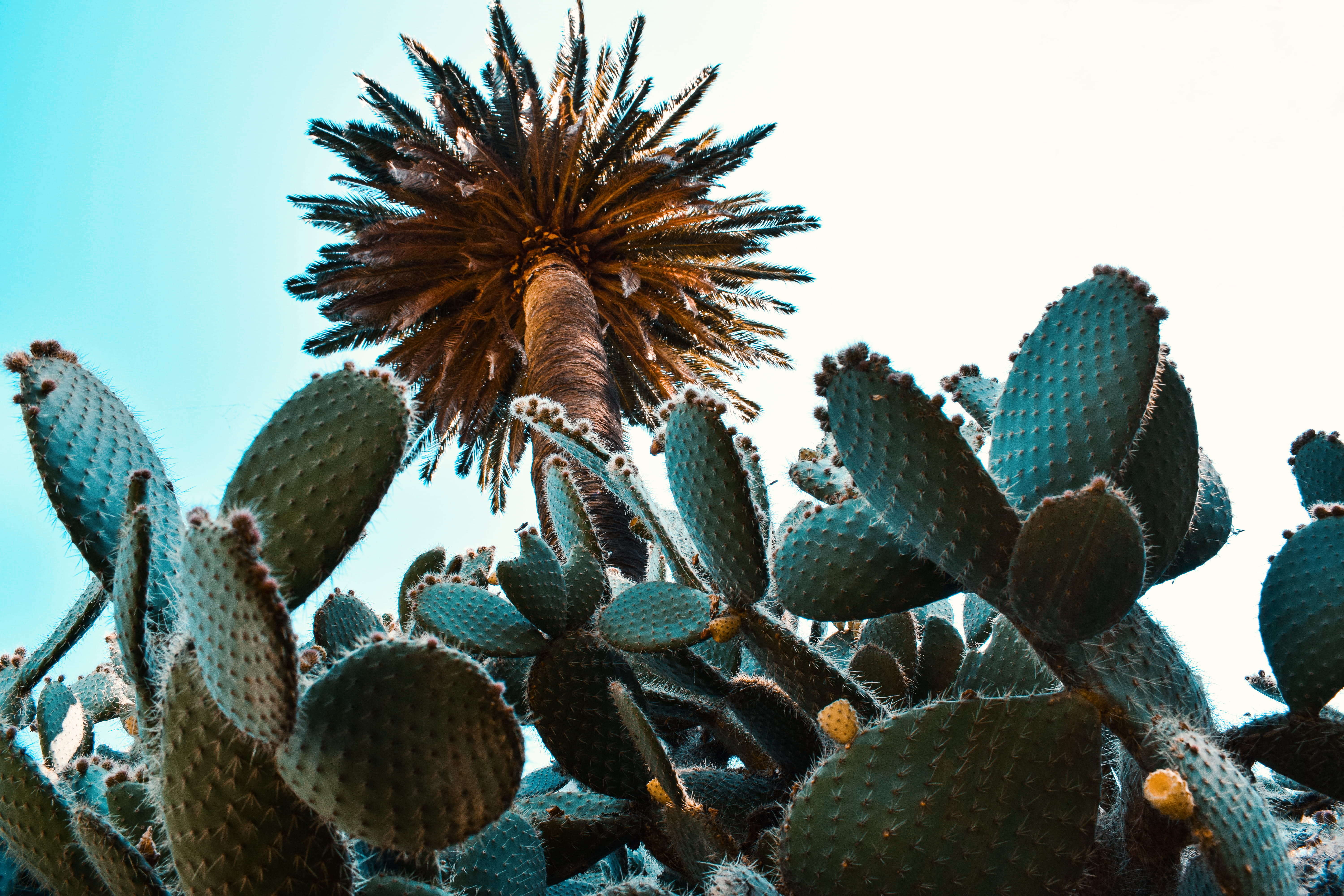 cactus, focus on foreground, color, spiky, palm, clear sky, desert, spiked, nature, prickly pear cactus, sharp, park, green color, beauty in nature, palmtree, HD Wallpaper