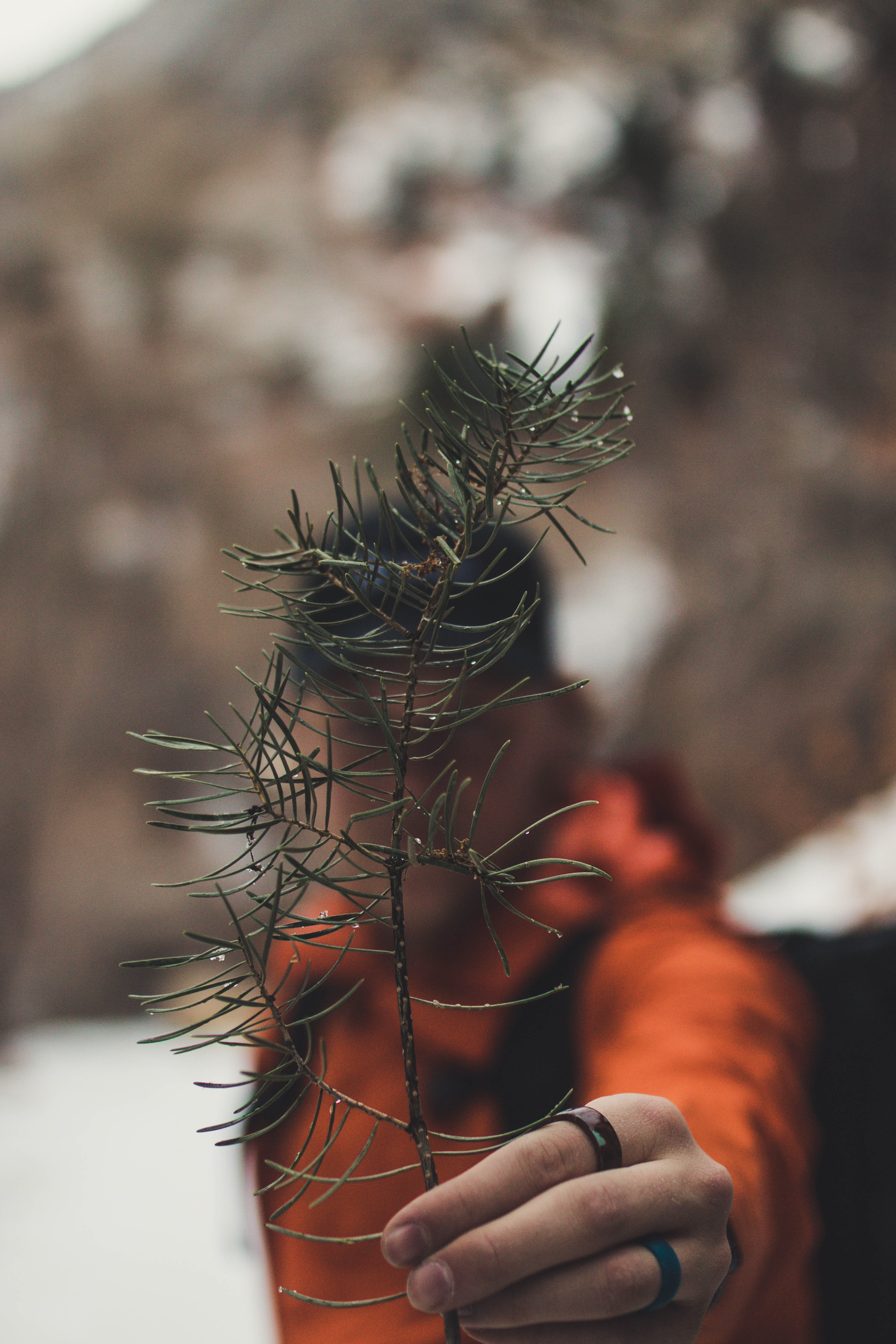 green, folk, holding, trees, human hand, body part, human hair, person, plant, clothing, outdoorphotography, nature, fern, adult, day, mountains, canon, Phone HD Wallpaper