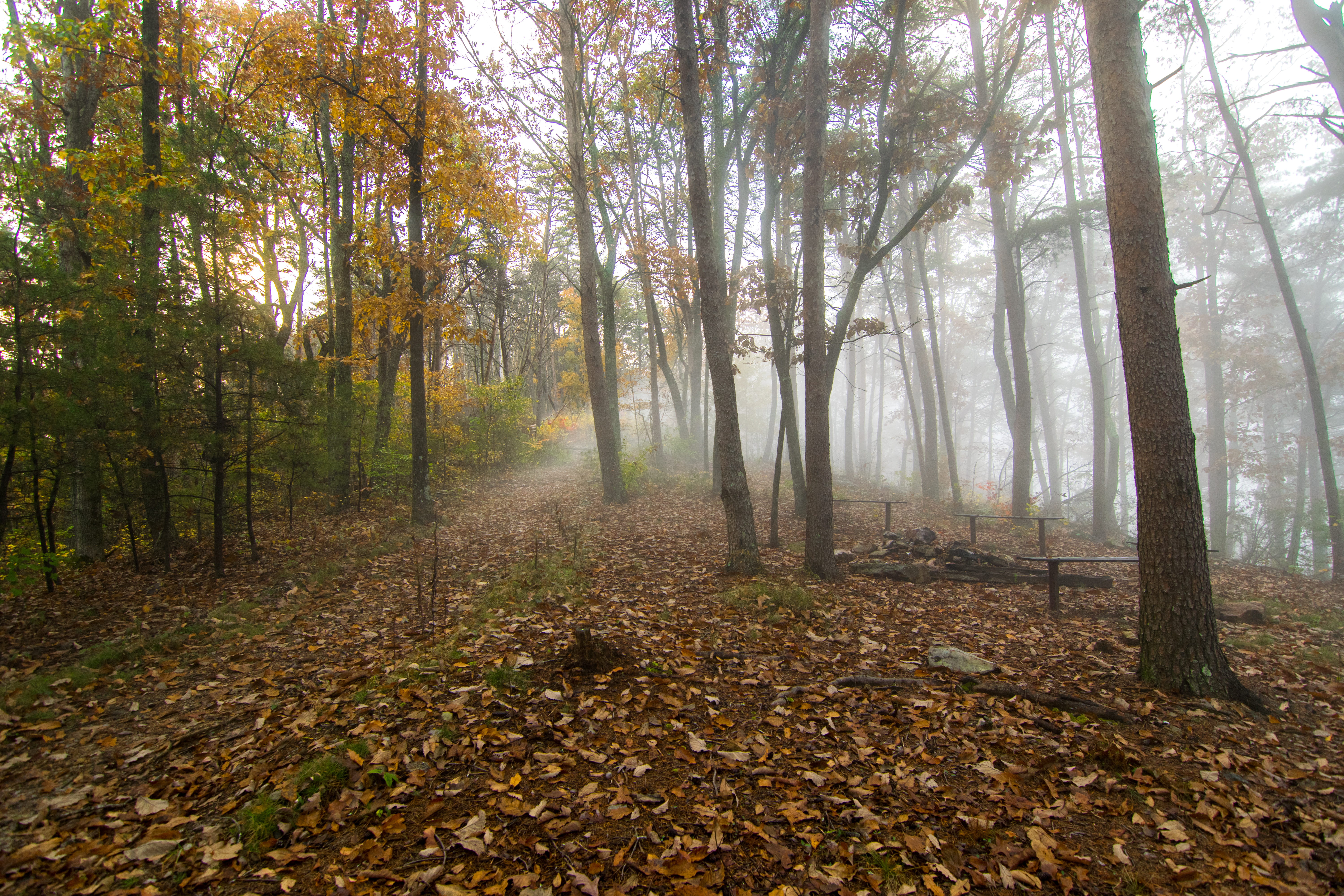 trunk, autumn collection, rollingfog, no people, scenics - nature, plant, fall, leaf, outdoorphotography, dug gap road, plant part, united states, beauty in nature, HD Wallpaper
