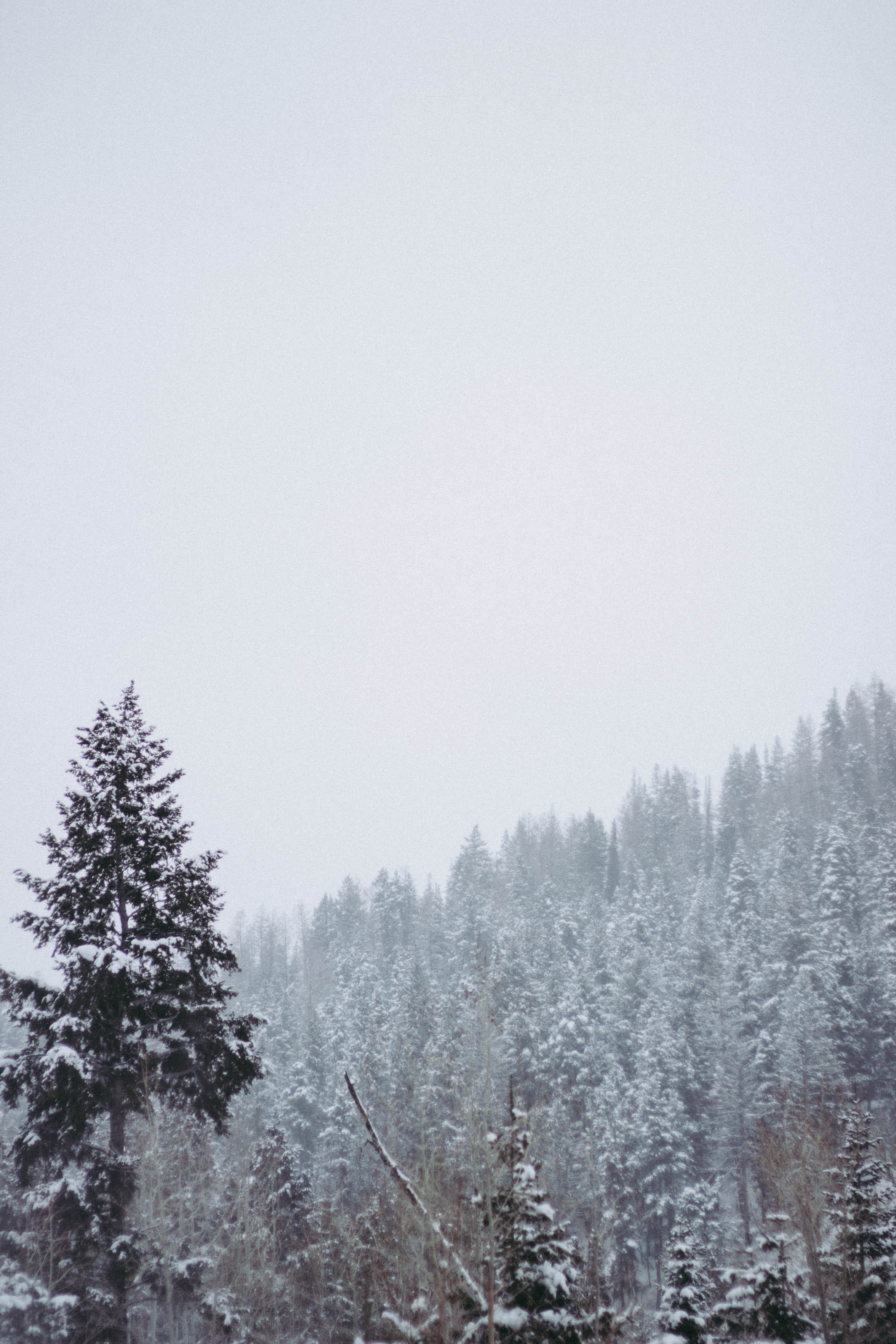modernoutdoors, cold temperature, nature, canonphotos, sky, fog, tranquility, tree, tranquil scene, scenics - nature, day, 4K, snowing, coniferous tree, Phone HD Wallpaper