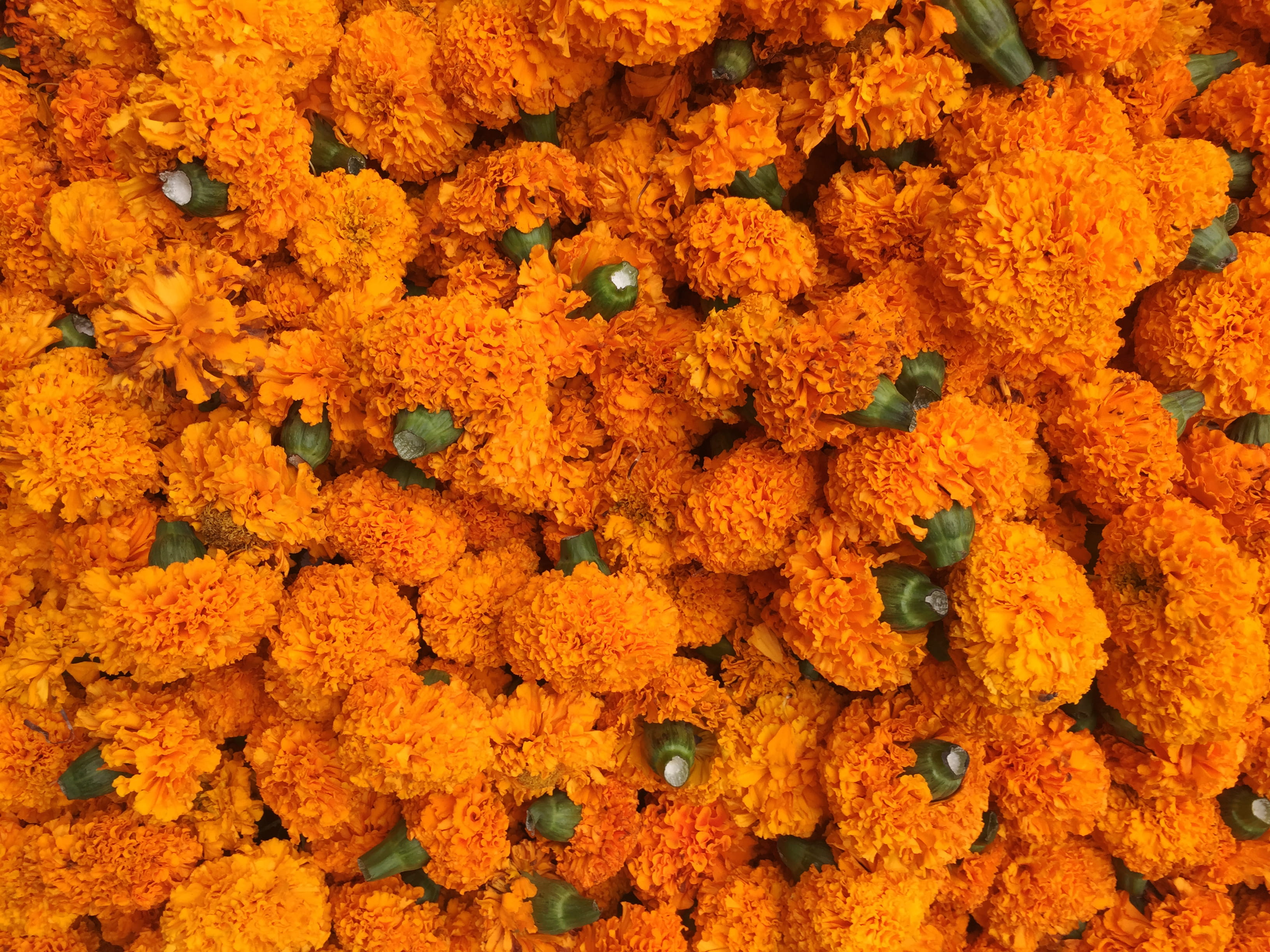 nature, chandnichowk, abundance, flower head, mobile, flowers, high angle view, delhi, beauty in nature, flowering plant, marigold, texture, chandni chowk, HD Wallpaper