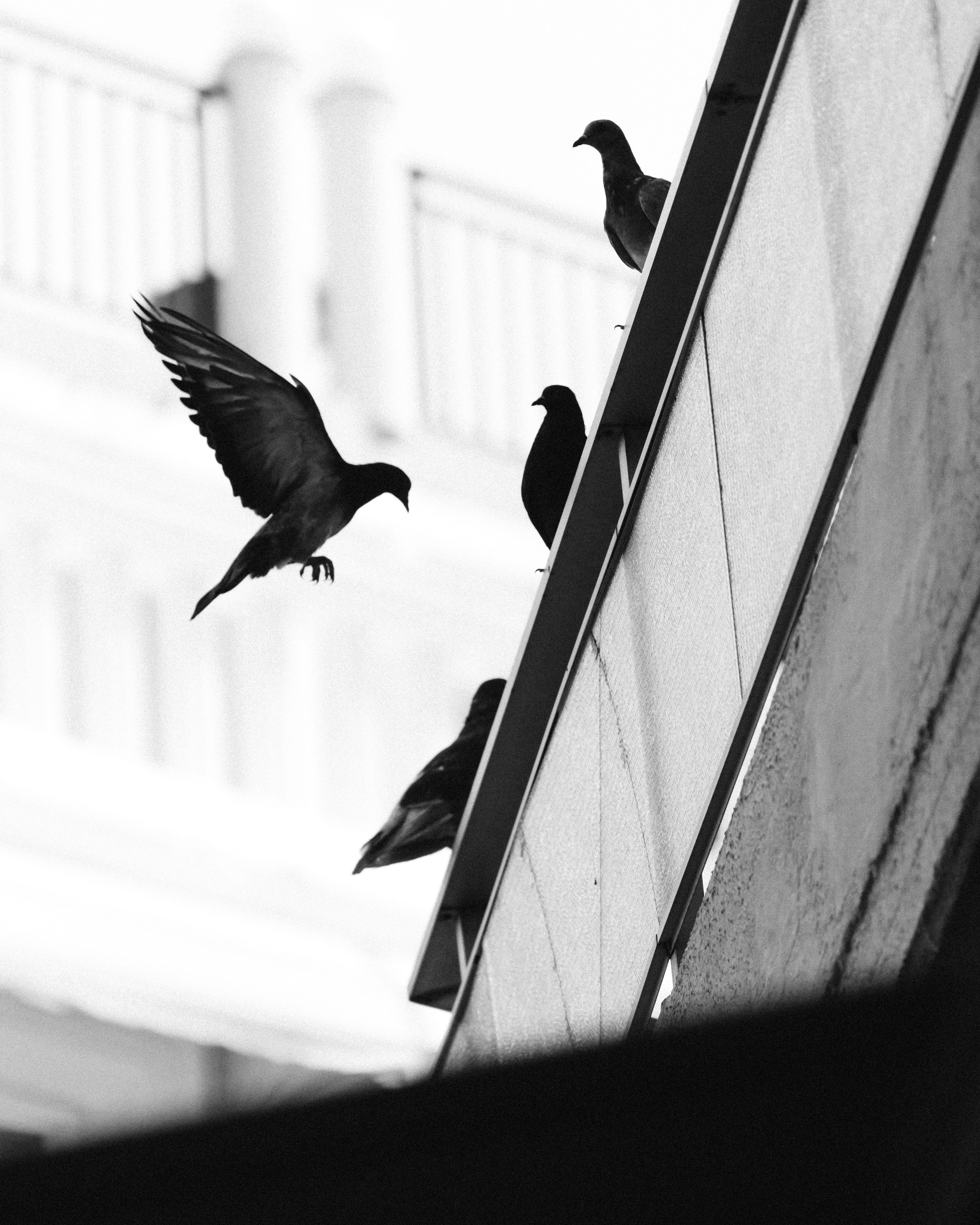 feather, monochrome, black Color, nature, urban Scene, 4K, beak, wildlife, bnw, blackandwhite, flock, bokeh, roof, pigeon, animal Wing, streetphotography, Phone HD Wallpaper