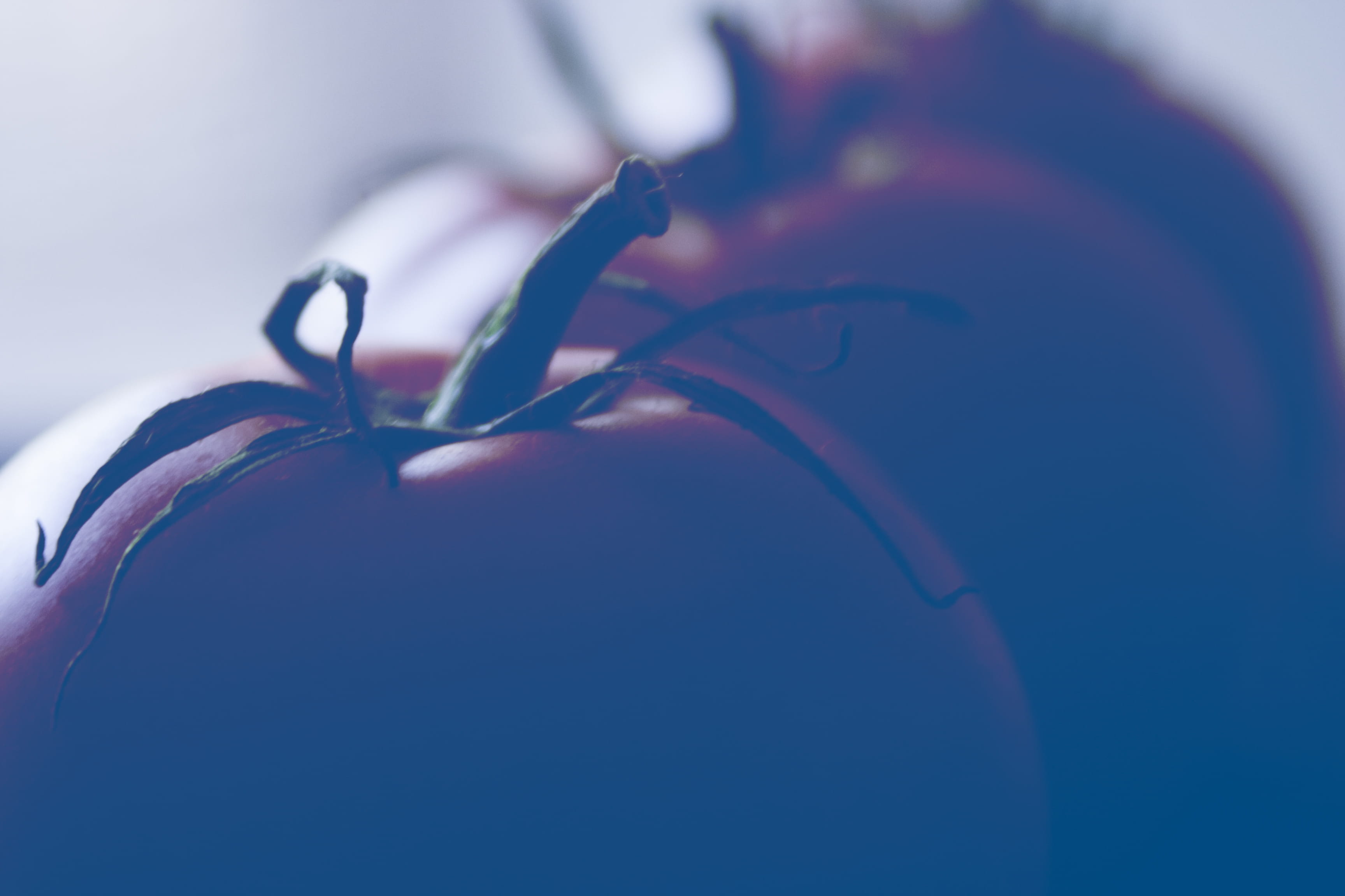 indoors, love, focus on foreground, healthy eating, one person, red, photo, studio shot, zdjęcia za darmo, poland, 2K, blue, tomato, food, human body part, HD Wallpaper
