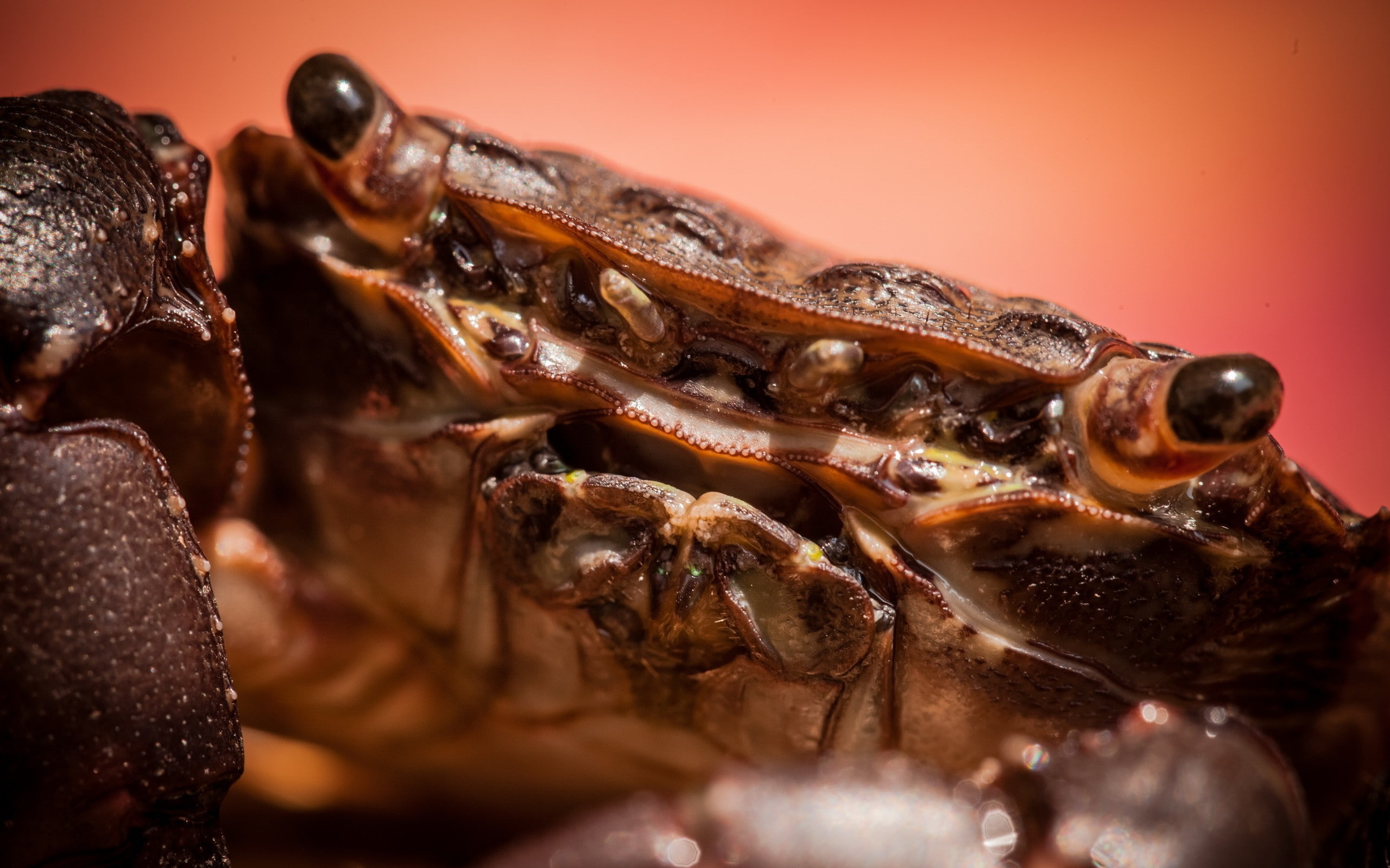 crabs, 2K, animals, HD Wallpaper