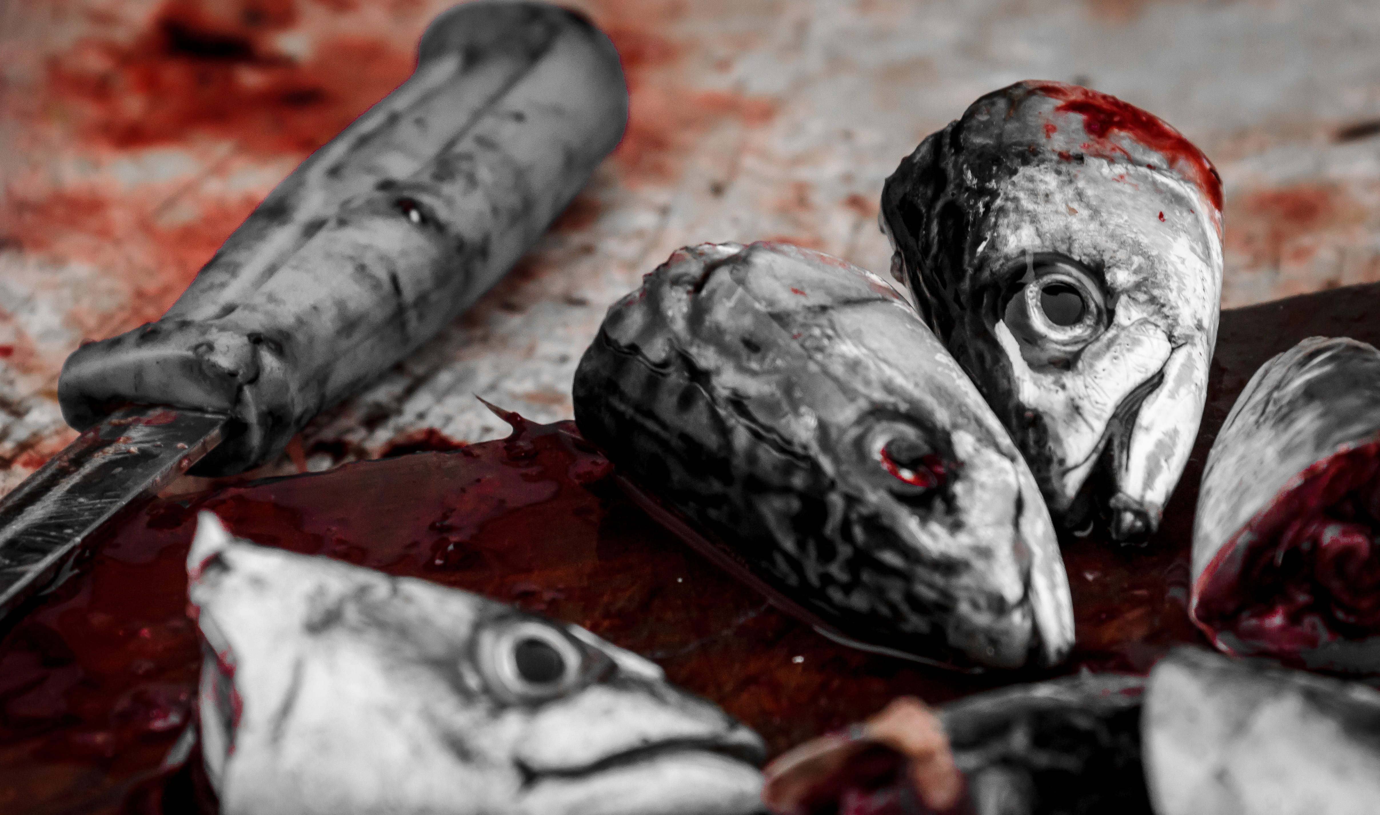 close-up, saltwater, meat, knife, raw food, wellbeing, fish market, eye, retail, head, sea, fish, no people, food, fishing, for sale, indoors, still life, HD Wallpaper