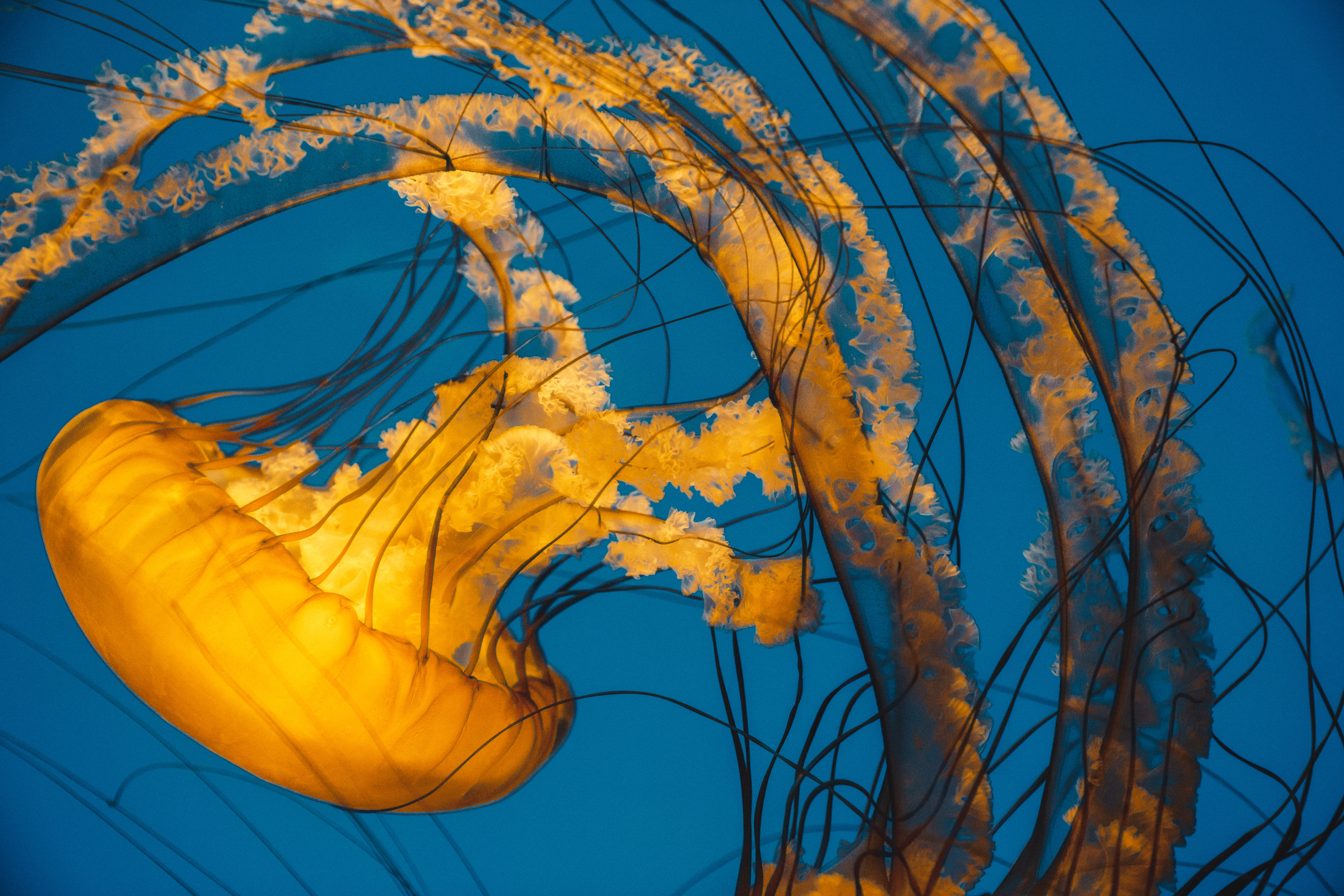 yellow, mood, serene, pattern, seascape, animal themes, nature, oceanlife, no people, water, close-up, invertebrate, orange color, sea life, photography, HD Wallpaper