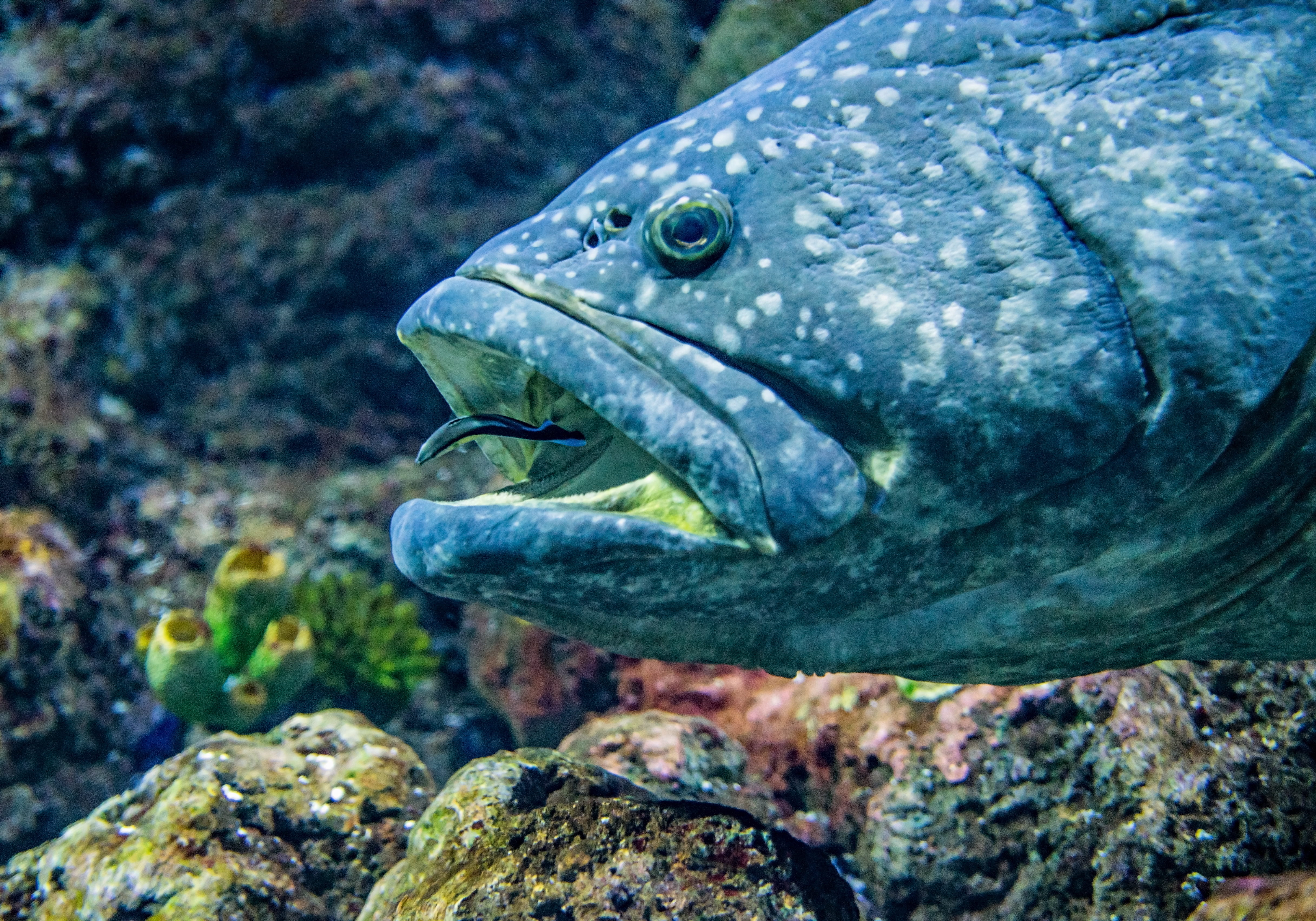 grouper, ocean, wildlife, oral hygeine, reef, black, groper, oceanlife, parasite, david clode, mouth, australia, white, sea, sealife, cleaning, nature, HD Wallpaper
