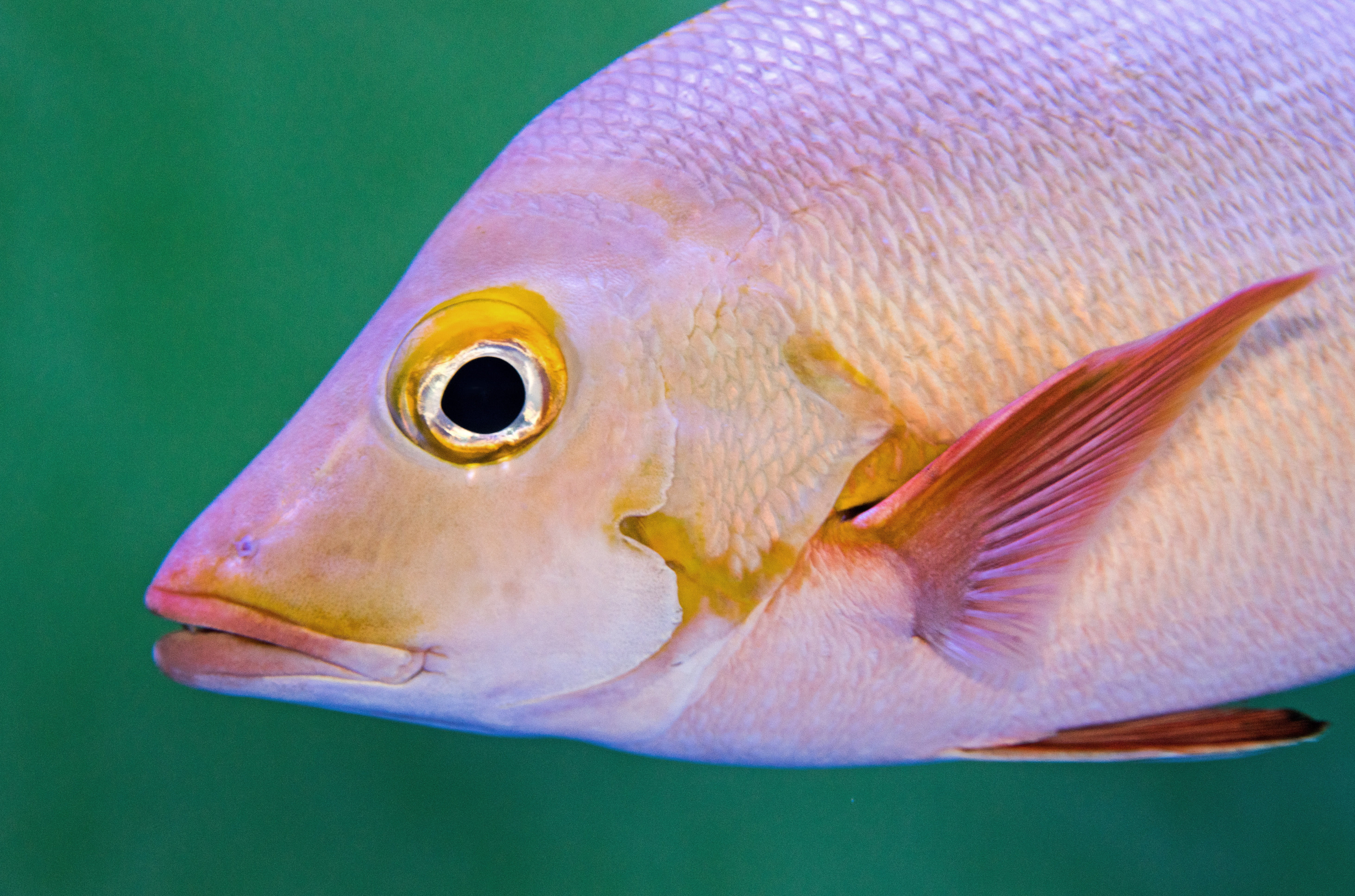fish eye, multi Colored, selective, 5K, nature, fin, scale, yellow, wildlife, water, australia, gill, fish lips, close-up, paddletail, david clode, sealife, HD Wallpaper