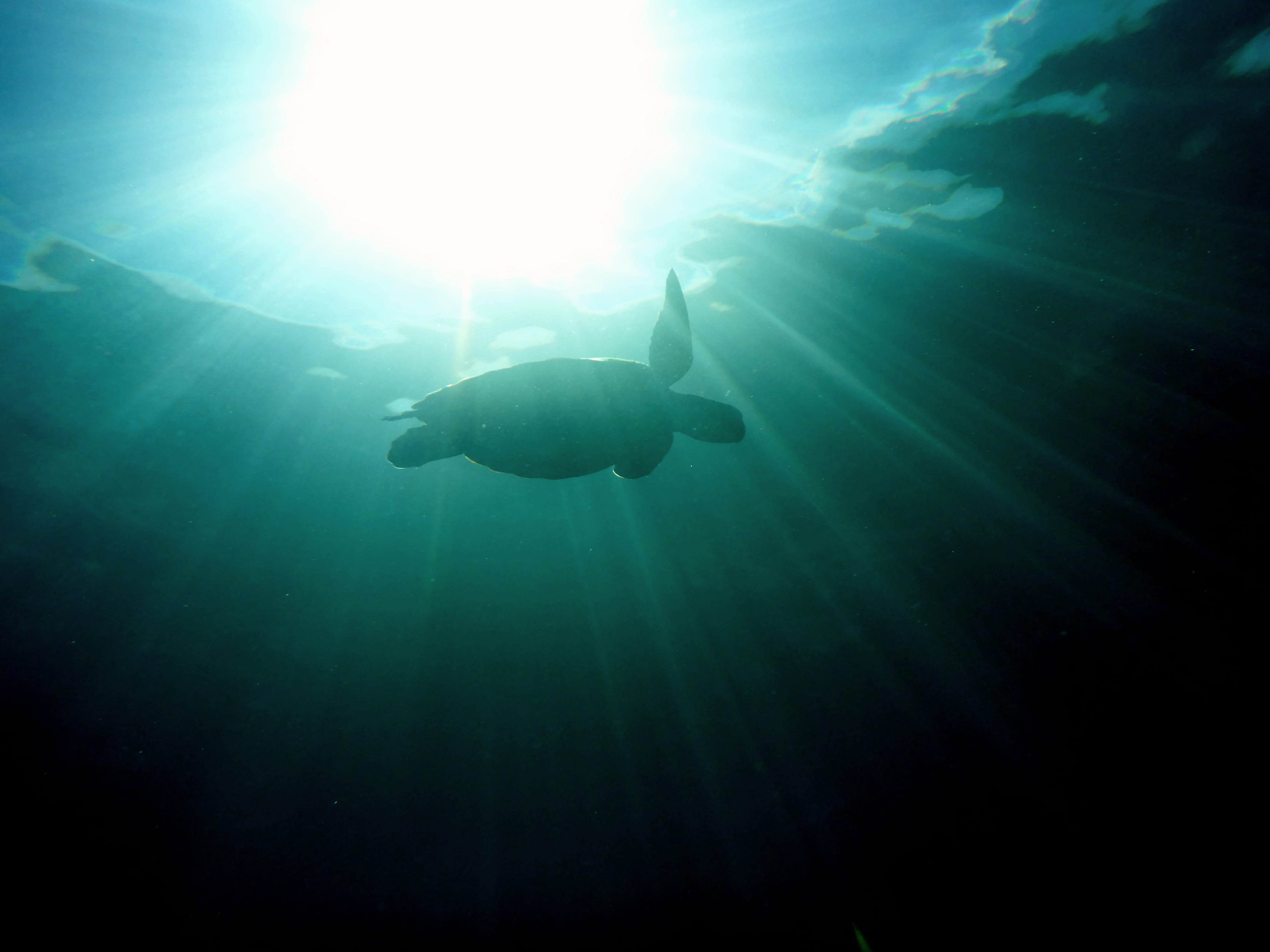 ocean, sea life, adventure, animal themes, from below, animals in the wild, light, animal, sea creature, exploration, underwater diving, swimming, nature, HD Wallpaper