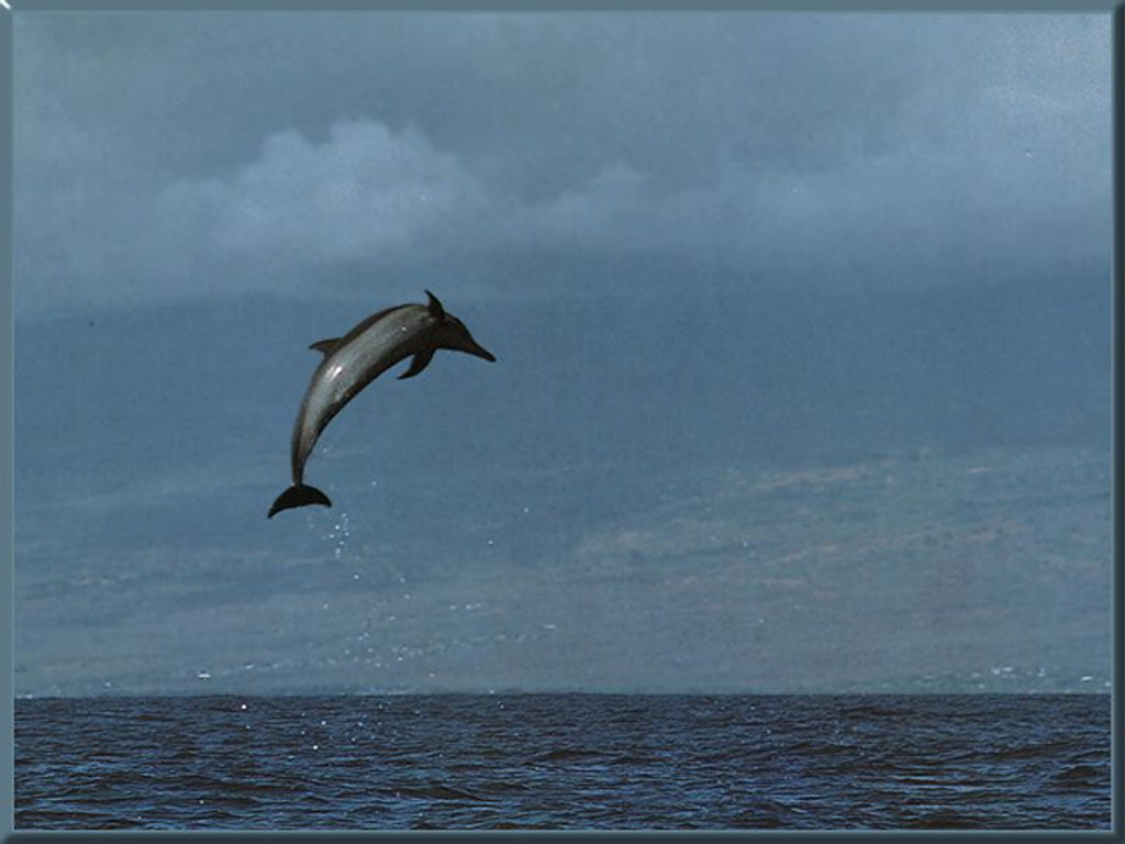 spotted, dolphin, Oceanlife, Blue, Sea animal, 480P, hd, art, dolphins, atlantic, animals, HD Wallpaper