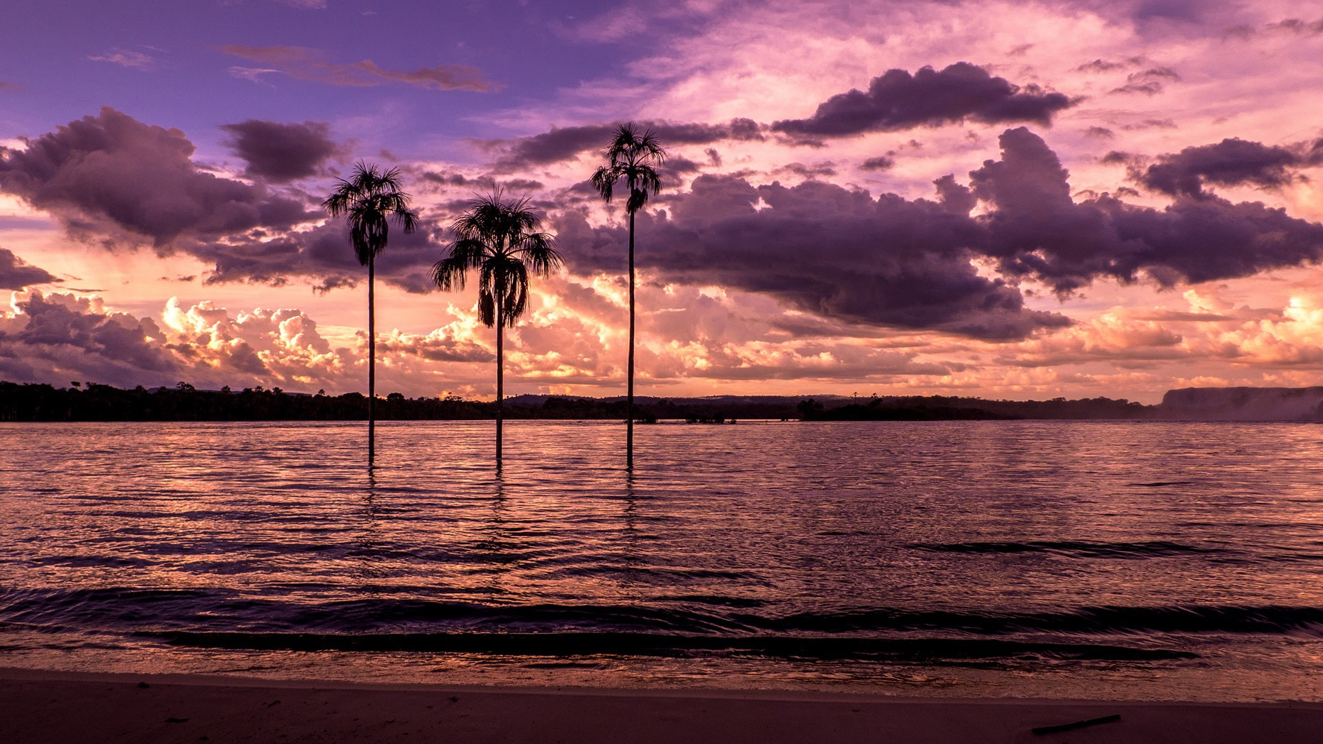 three, 1080P, tree, Purple, Palm, Beach, Sunset, Bay, Trees, coconut, HD Wallpaper