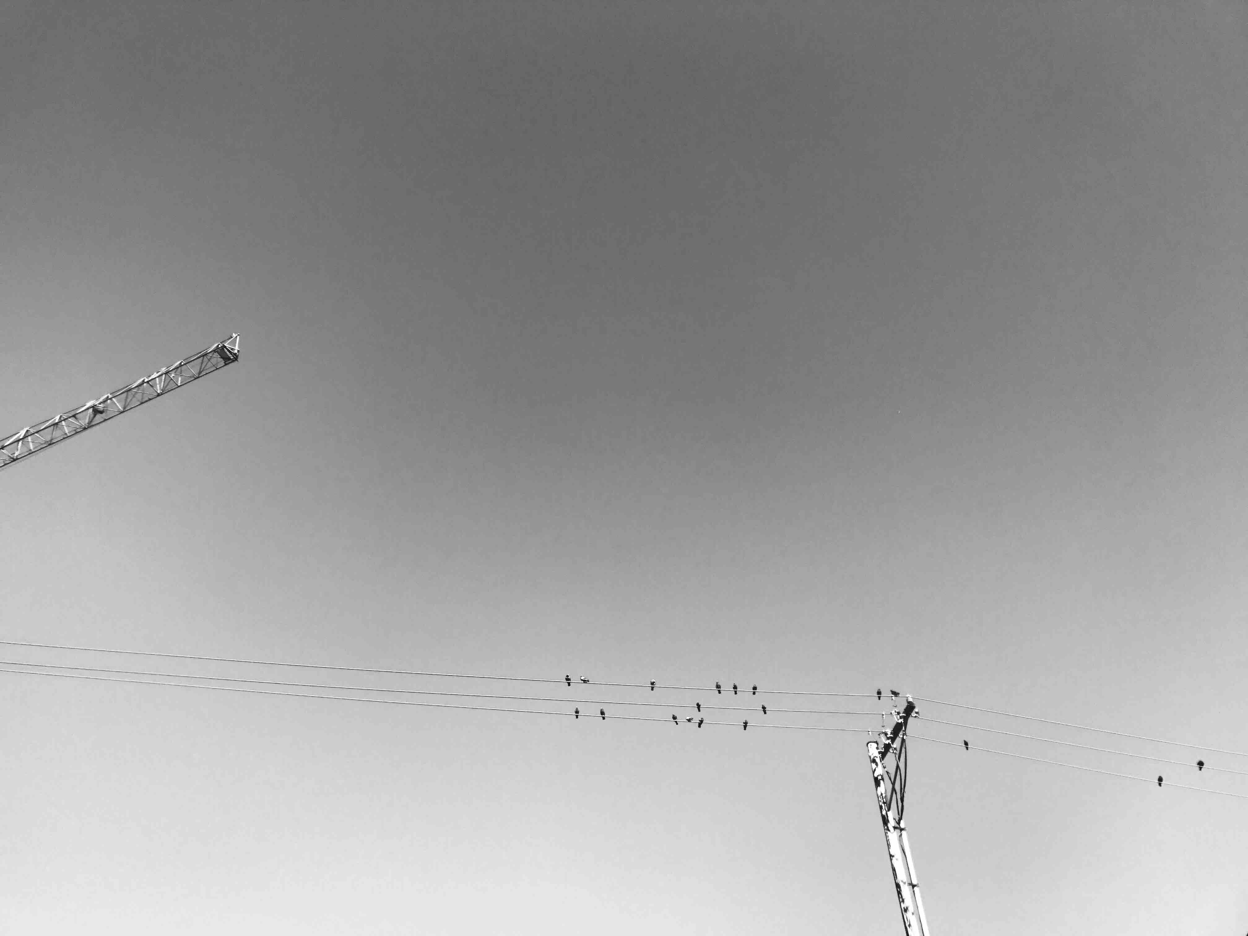 connection, united states, animals in the wild, flock of birds, large group of animals, day, bnw, outdoors, group of animals, animal wildlife, portland, HD Wallpaper