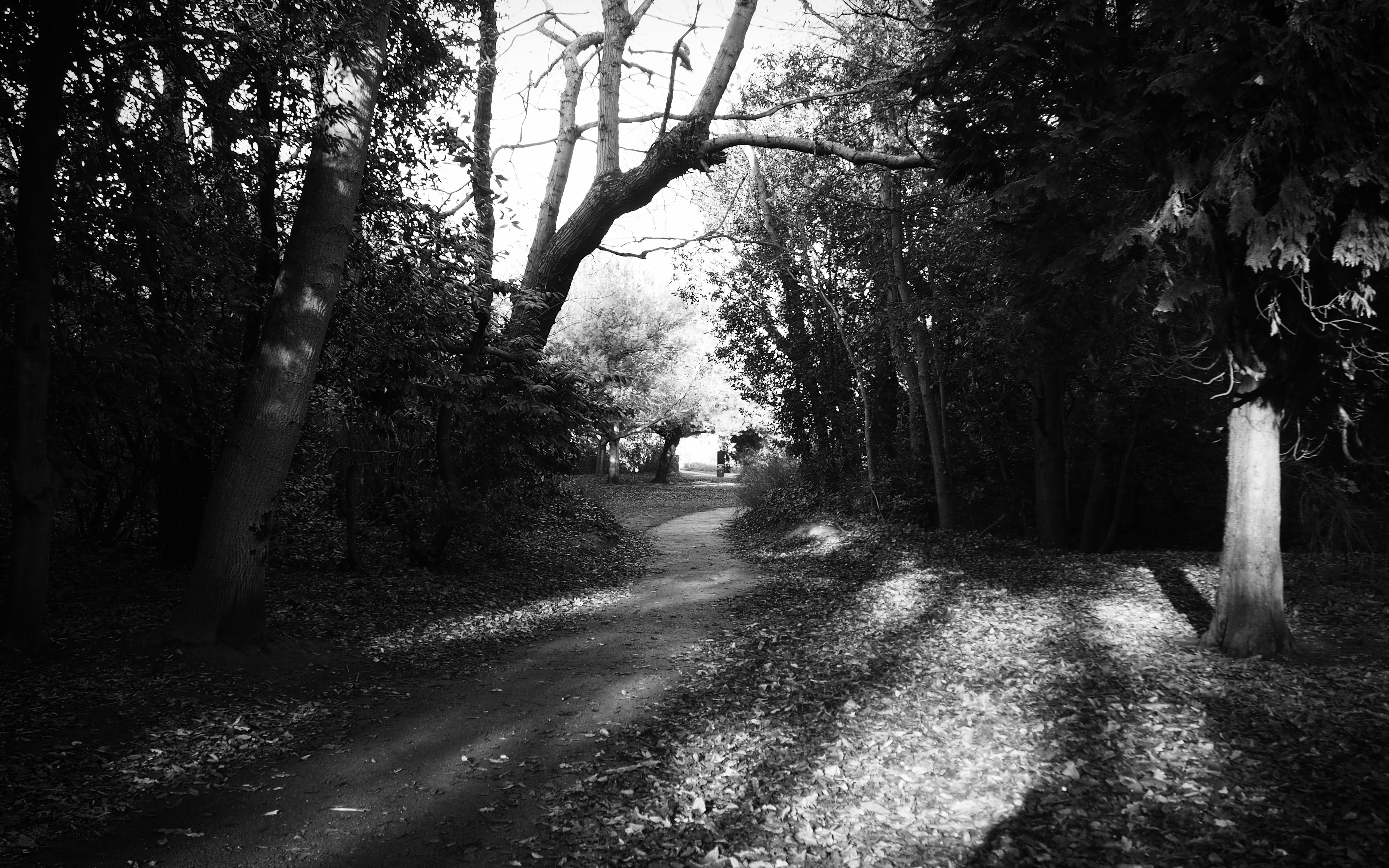 beauty in nature, noir et blanc, day, forest, nature, walking, transportation, trunk, tree, outdoors, tree trunk, black n white, united kingdom, 4K, plant, HD Wallpaper