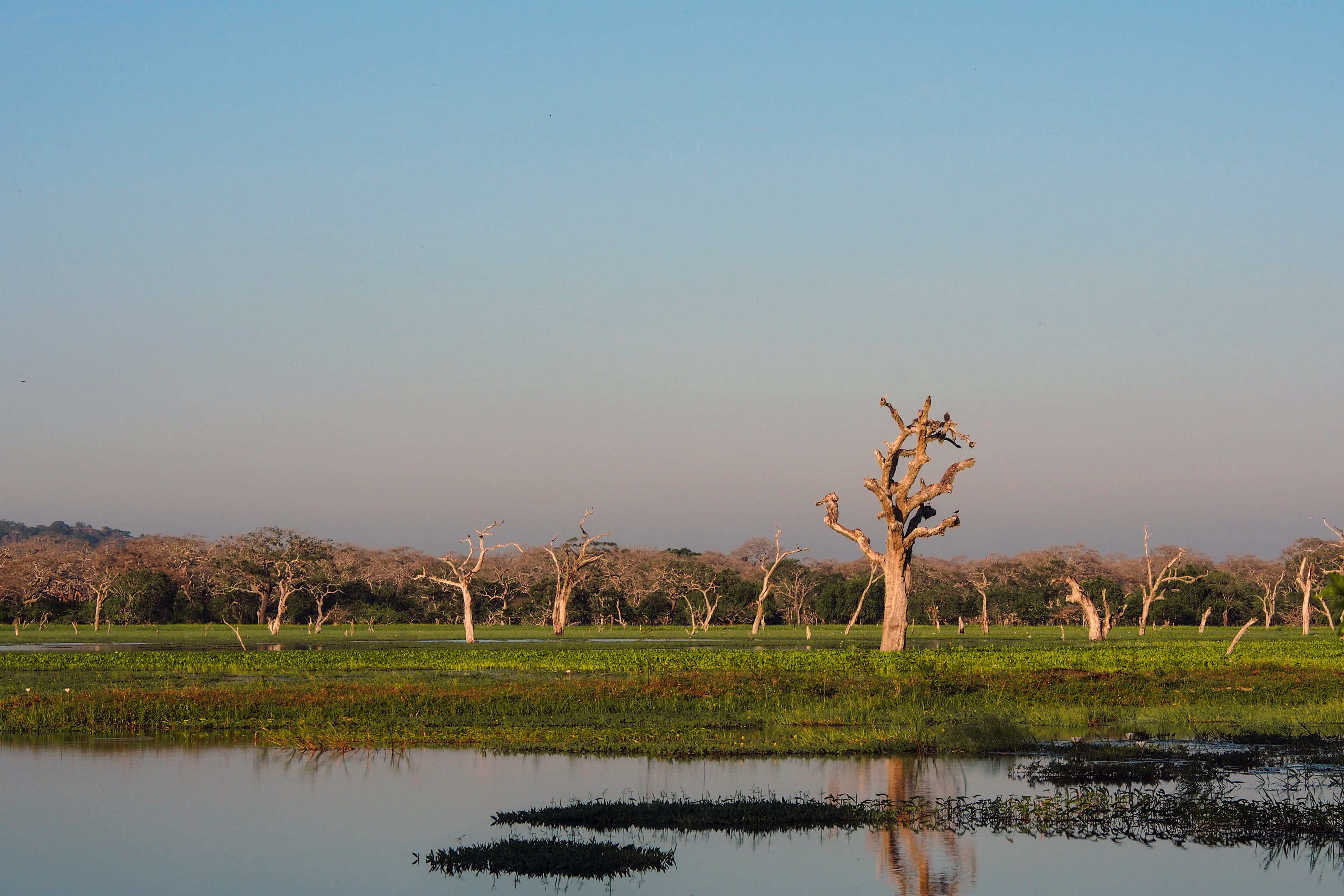 copy space, trees, tree, scenics - nature, no people, outdoors, yala, national, nature, photography, field, grass, lake, day, water, clear sky, beauty in nature, HD Wallpaper