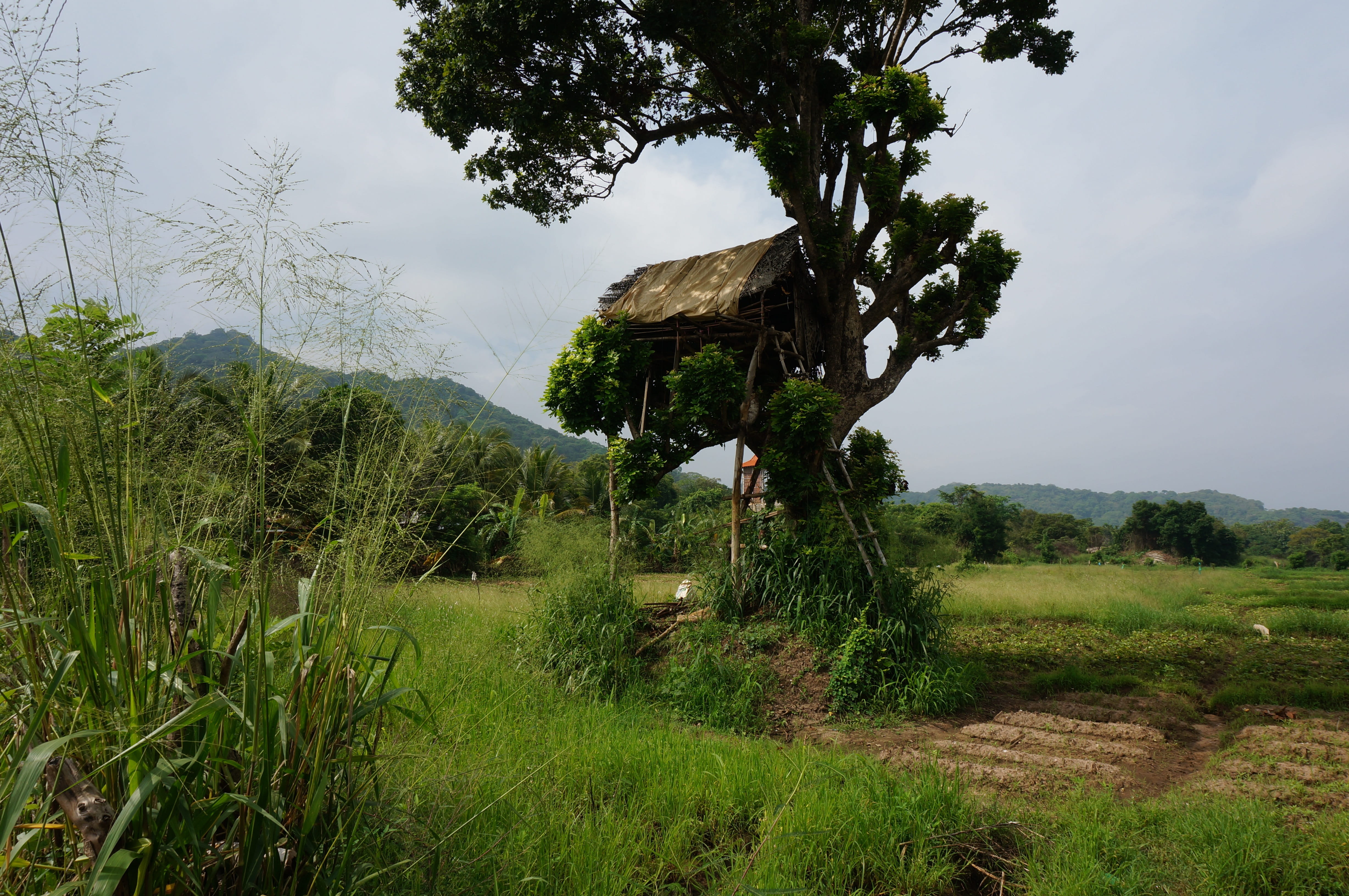 lanka, sri, rural Scene, tranquil scene, Sri Lanka, green Color, ceylon, day, sky, lake, asia, Tour, agriculture, growth, landmark, non-urban scene, banita tour, HD Wallpaper