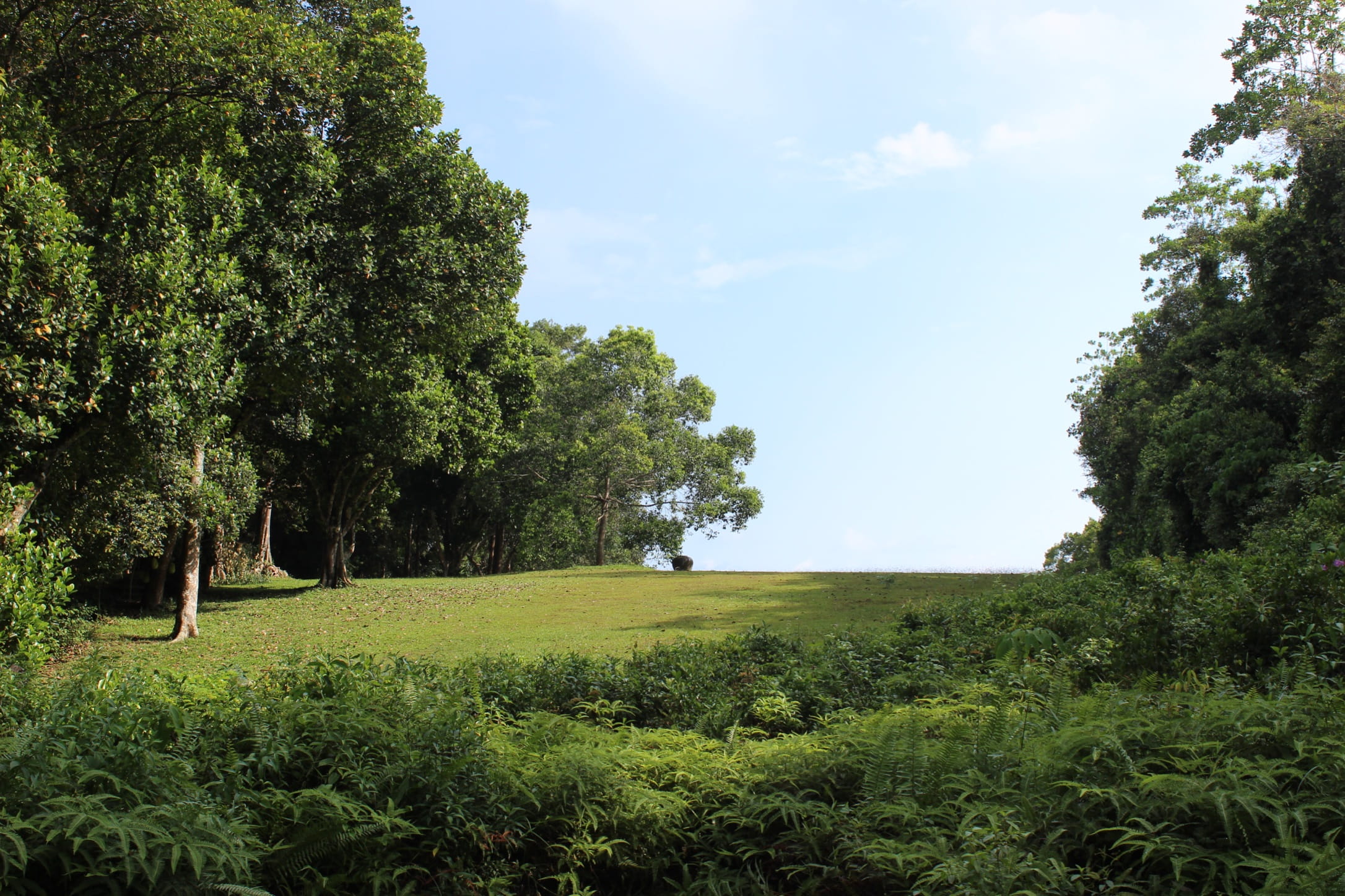 srilanka, trees, growth, non-urban scene, lunuganga garden, bentota, outdoors, tranquil scene, land, tranquility, idyllic, sky, tree, lake, grass, no people, HD Wallpaper