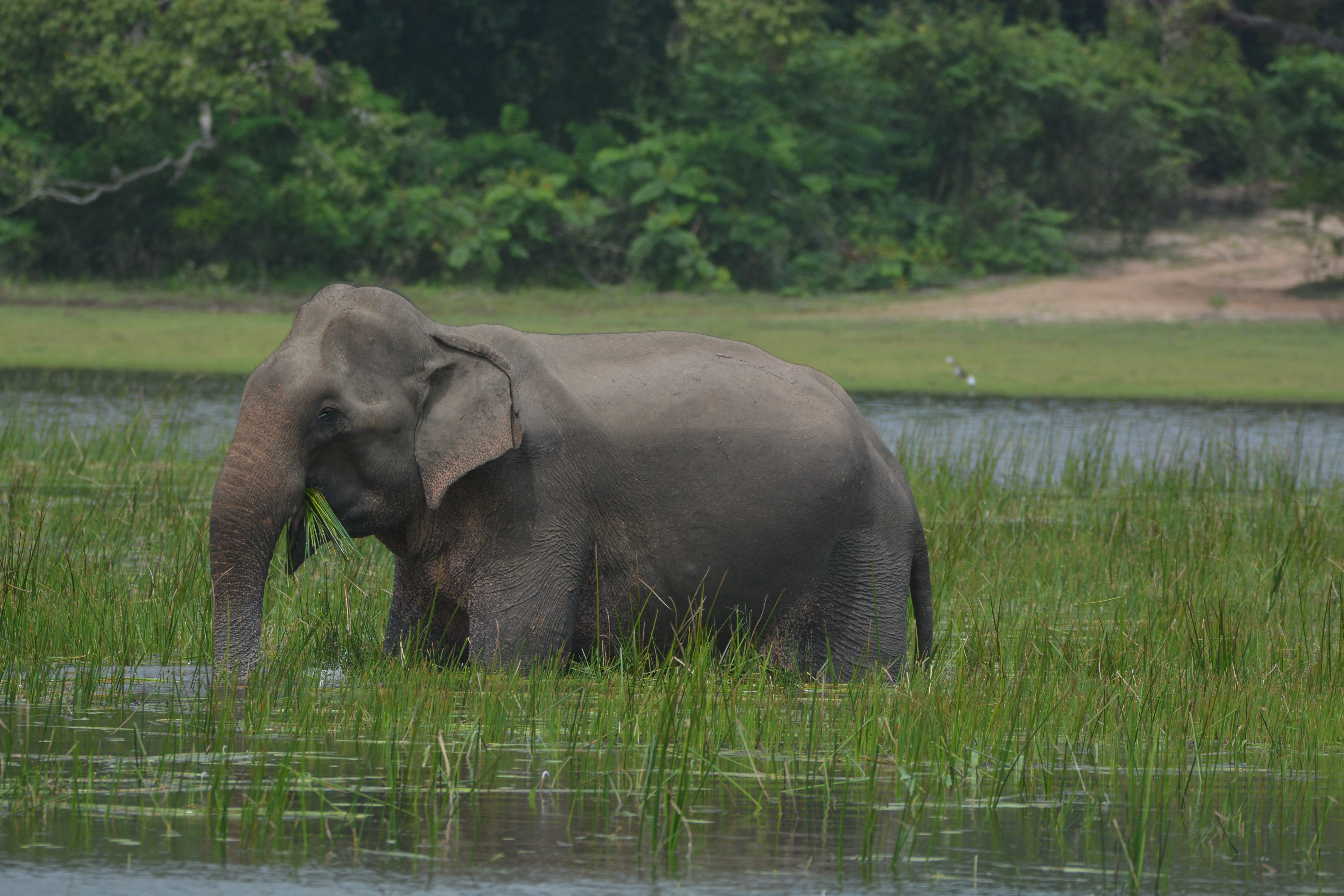 grass, outdoors, one animal, srilanka, lake, waterfront, wildlife, mammal, drinking, animal wildlife, day, nature, no people, vertebrate, water, tree, plant, HD Wallpaper