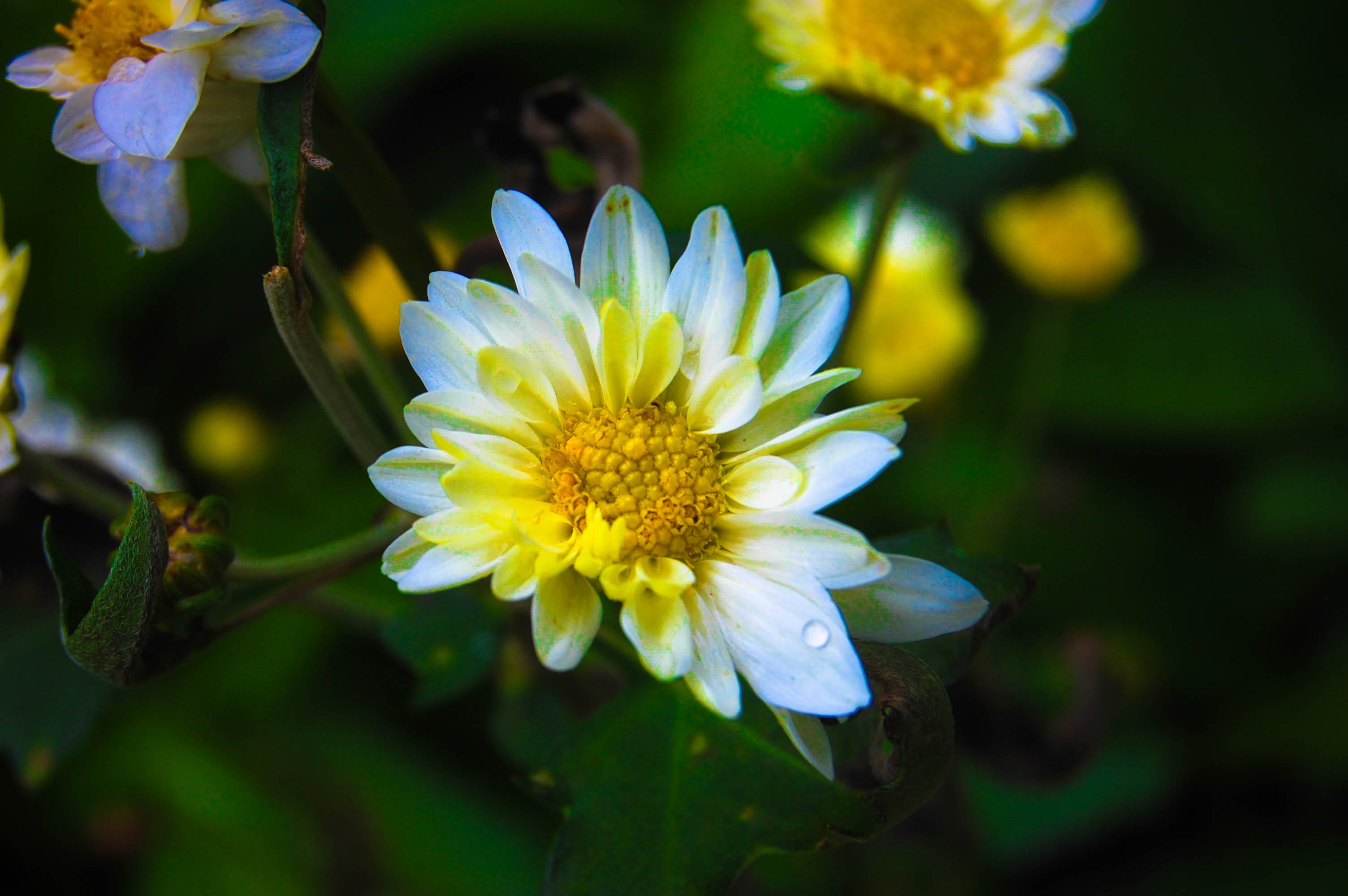 petal, close-up, flower head, freshness, no people, nature, outdoors, flowering plant, day, plant, growth, pollen, vulnerability, yellow, 2K, white color, HD Wallpaper