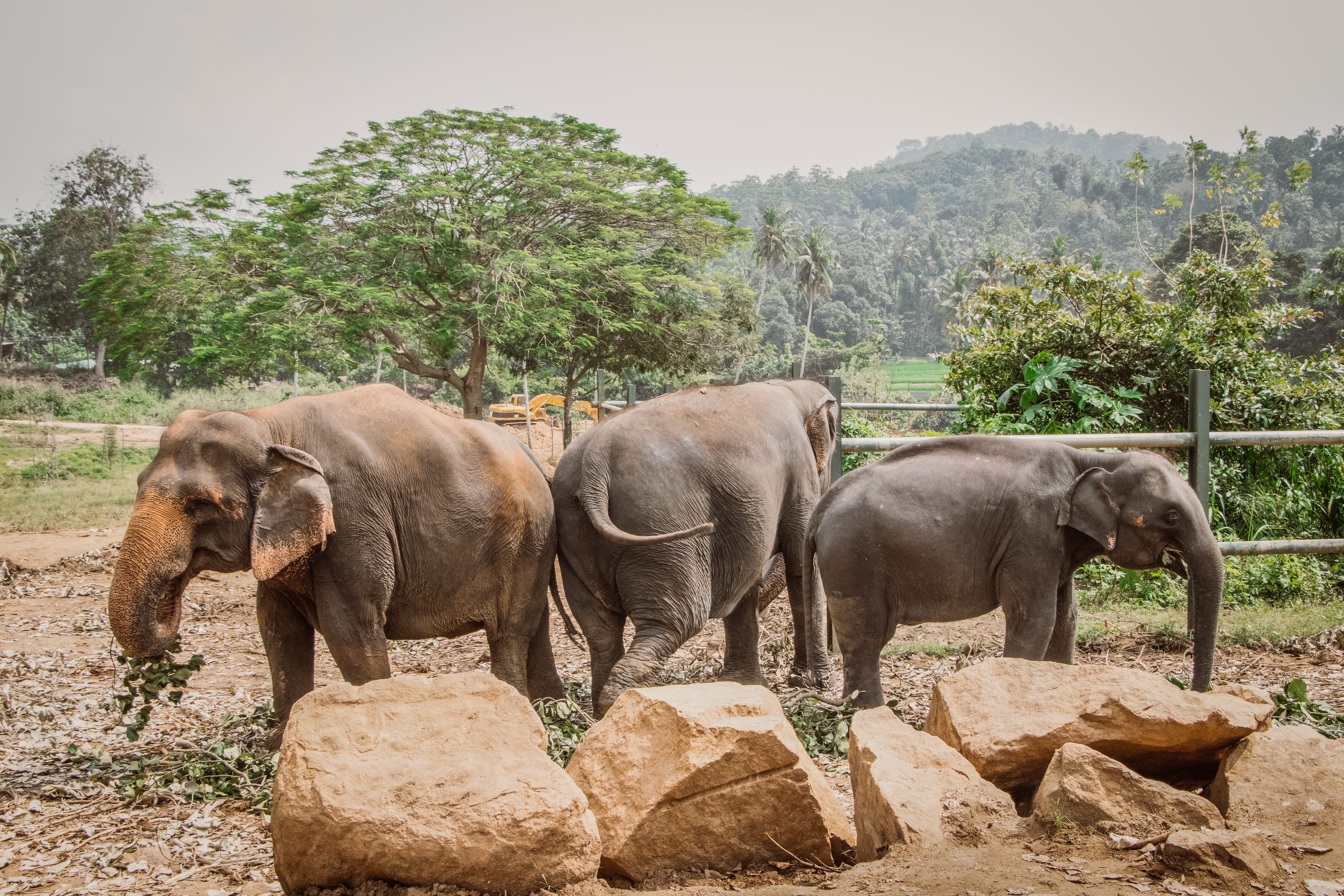 african elephant, day, plant, safari, solid, slate, herbivorous, three, indian elephant, 5K, tree, elephent, elephants, zoo, no people, mammal, animal wildlife, HD Wallpaper