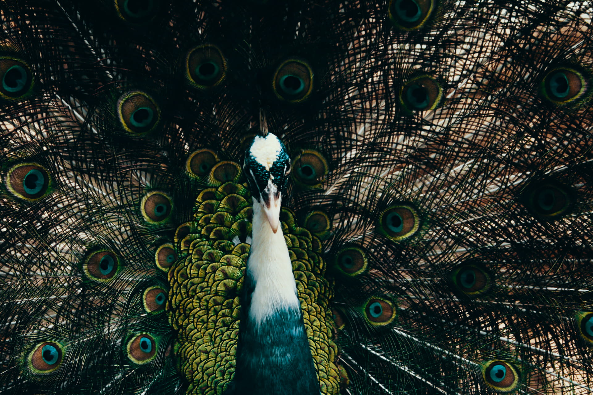wild, animal neck, beauty in nature, animal, feathers, plumage, outdoors, animal head, green color, peacock, Srilanka, close-up, colourful, feather, nature, HD Wallpaper