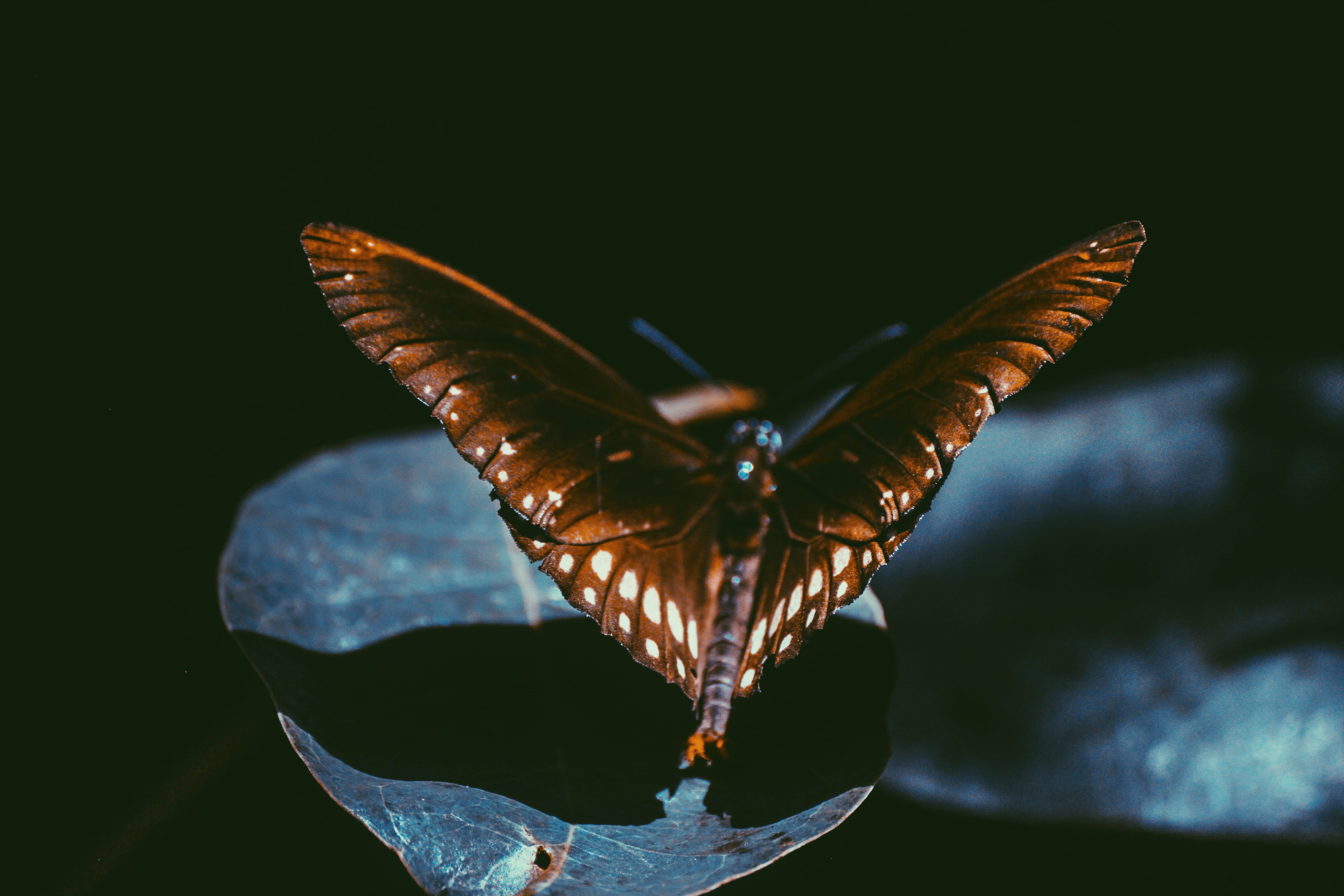 plant, Srilanka, lepidoptera, vulnerability, butterfly - insect, invertebrate, day, swallowtail, animals in the wild, no people, macro, moth, beauty in nature, HD Wallpaper
