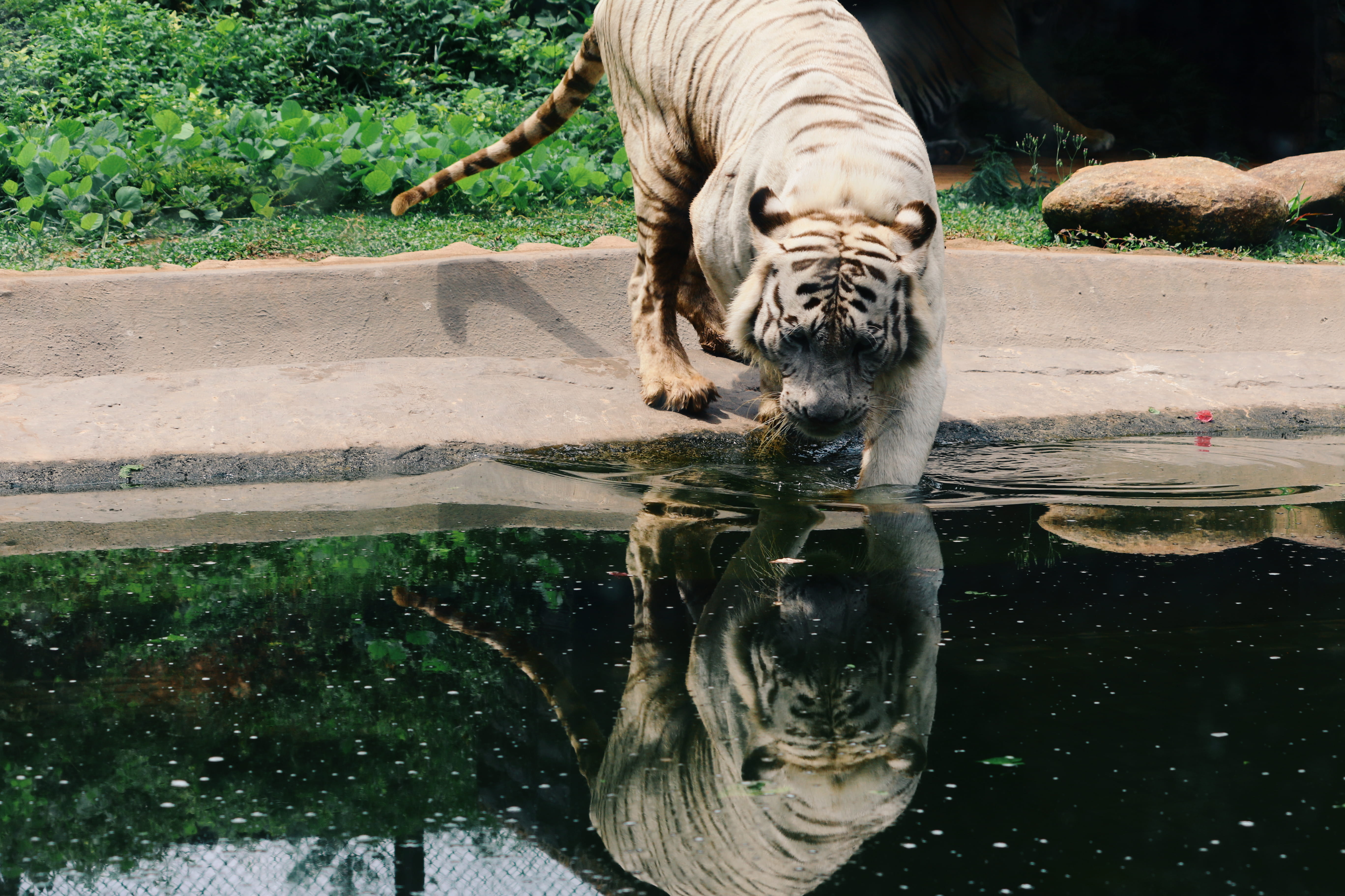 wild, mammal, animal, drinking, tree, nature, animals in the wild, 5K, white tiger, lake, outdoors, day, water, animal themes, travel, animal wildlife, HD Wallpaper