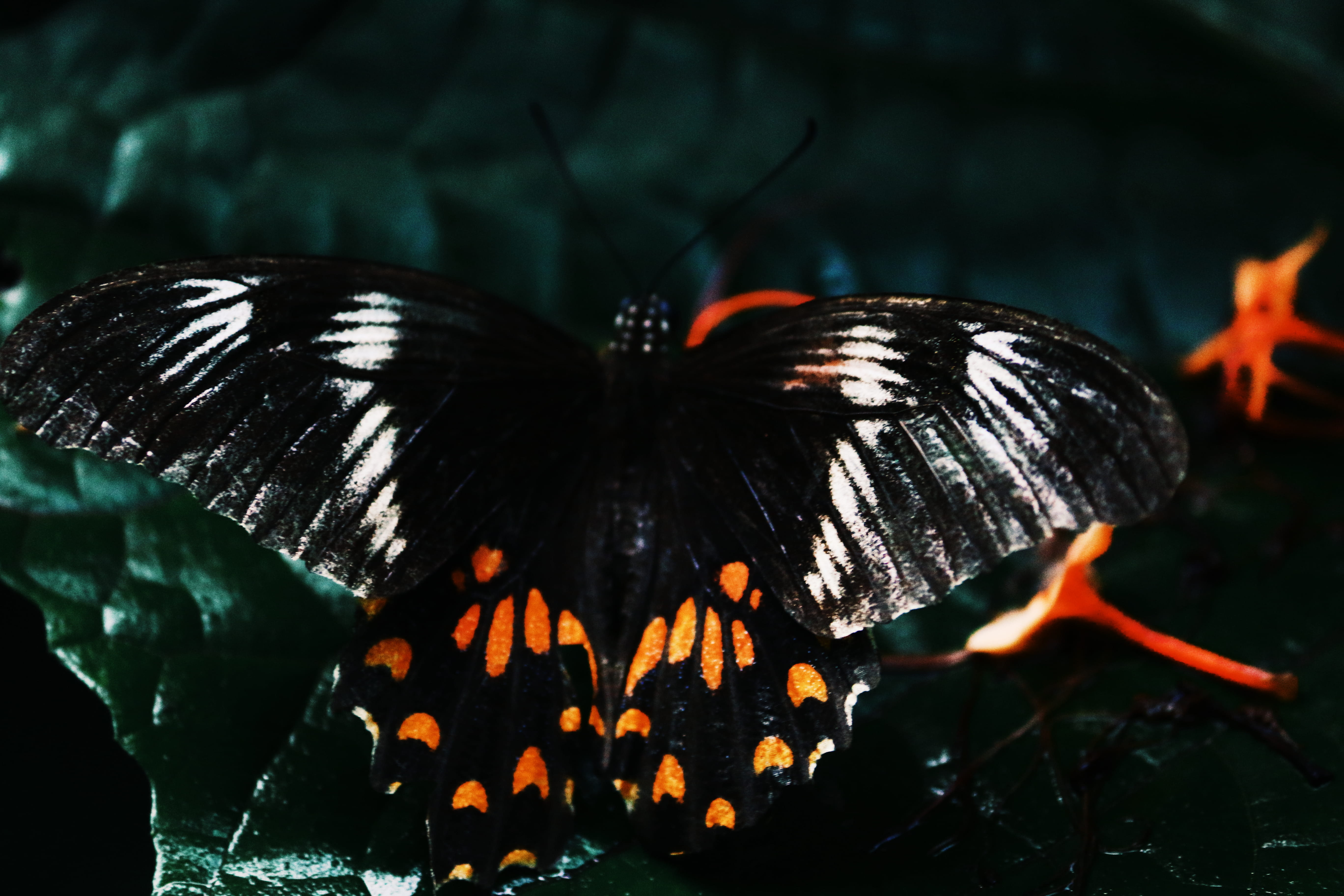 focus on foreground, fire - natural phenomenon, butterfly - insect, wings, animal wildlife, 5K, animal themes, outdoors, animal, animal wing, dark, black color, HD Wallpaper