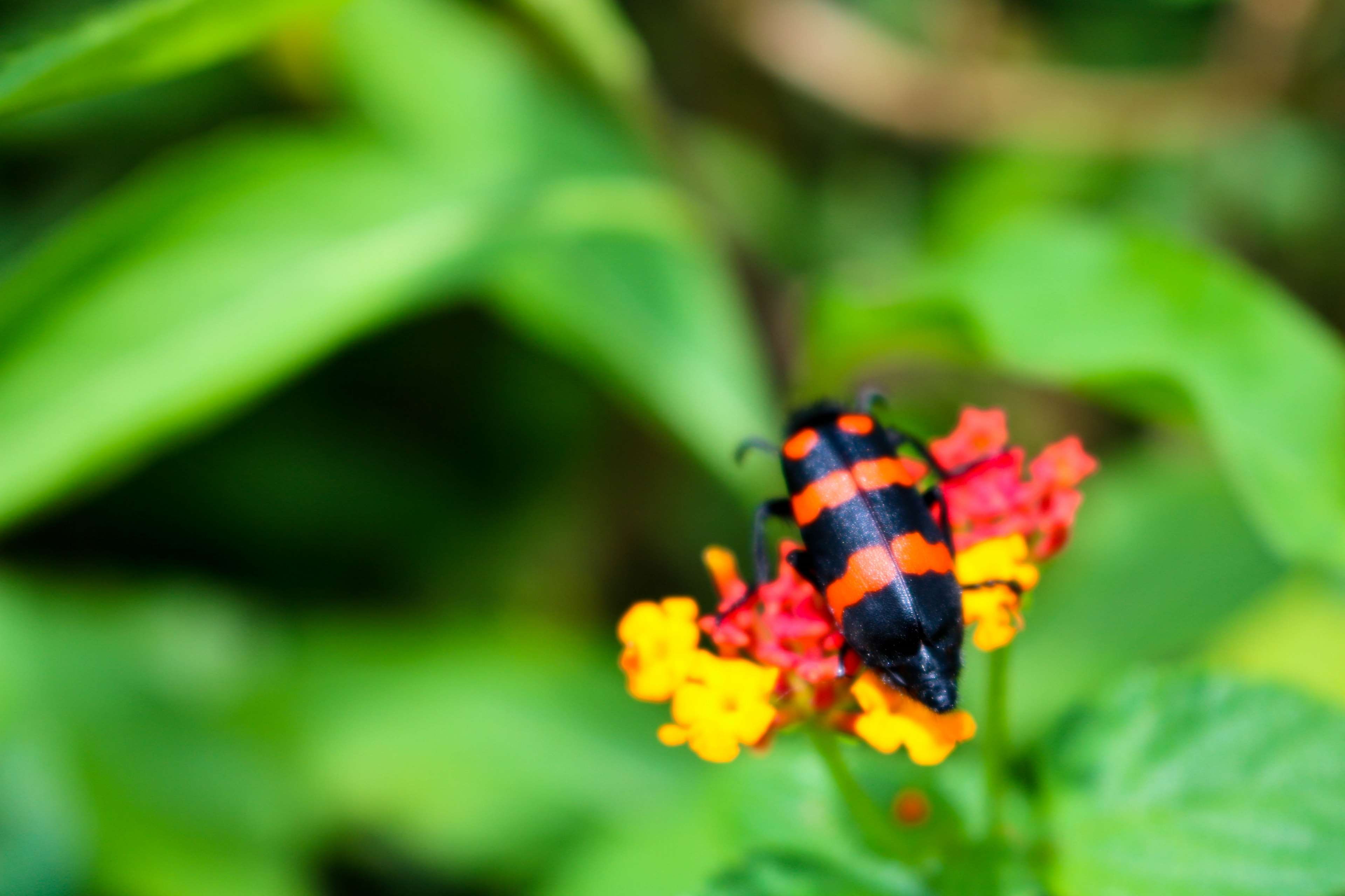 animal wing, pollination, fragility, animal, selective focus, beauty in nature, day, vulnerability, nature, insect, animal wildlife, animals in the wild, HD Wallpaper