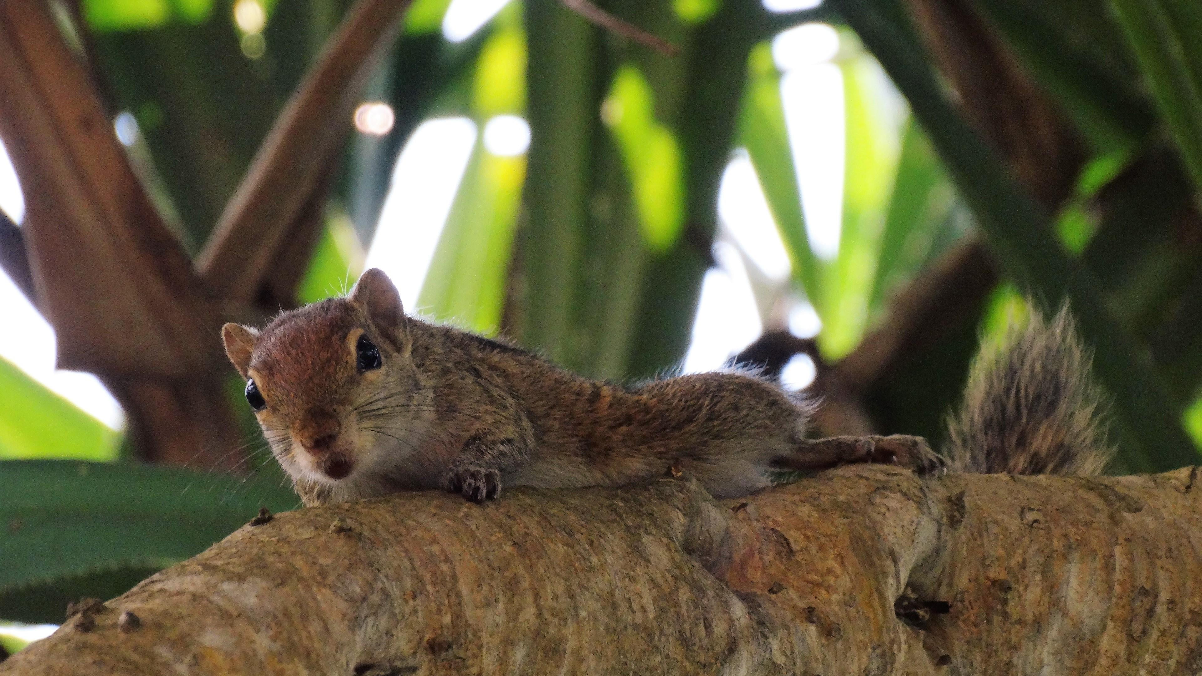 tree, 4K, mammal, animal themes, branch, rodent, plant, animal, looking away, animal wildlife, no people, squirrel, outdoors, one animal, vertebrate, nature, HD Wallpaper