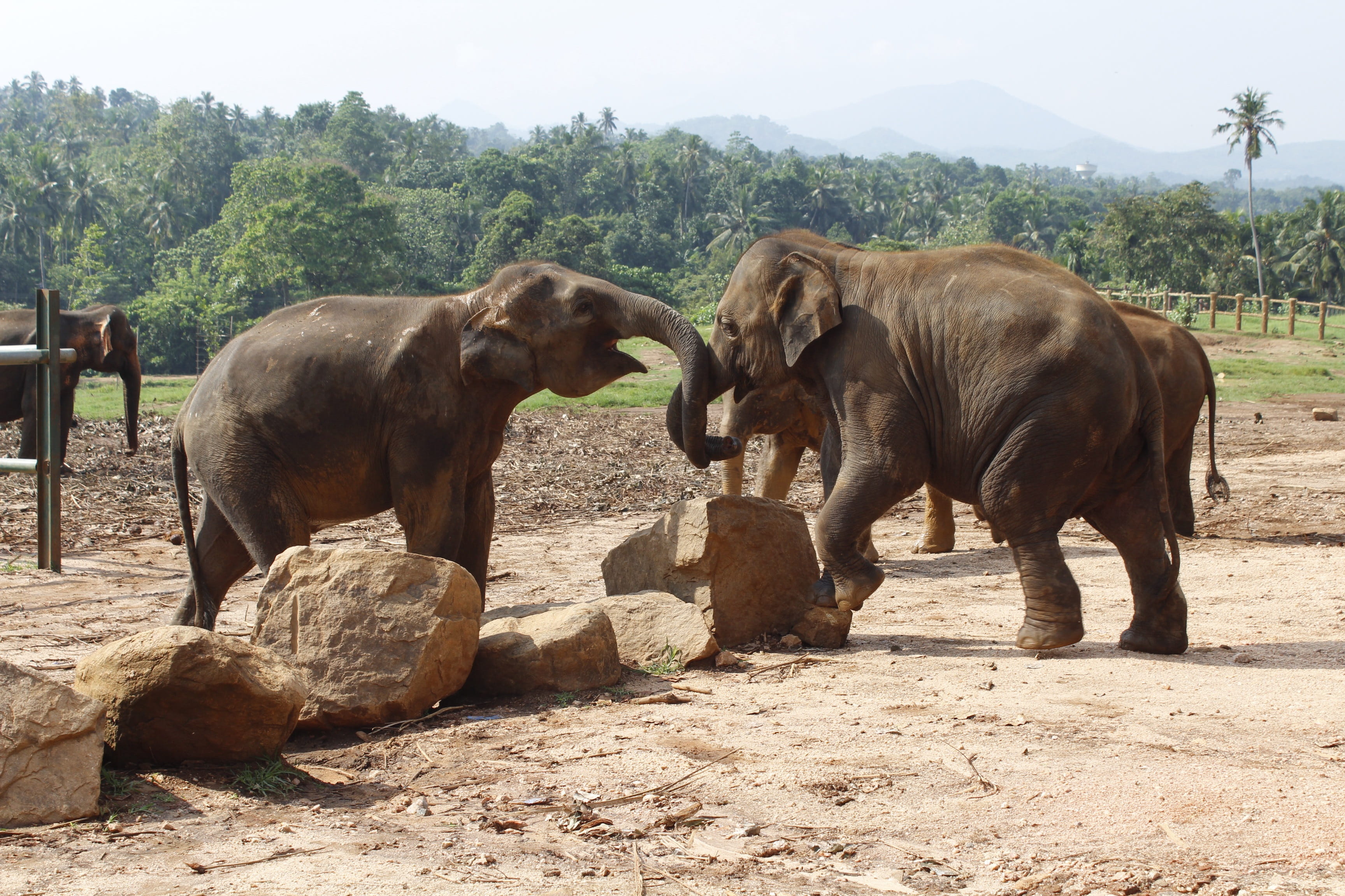 aggression, lanka, land, 2K, animal, herbivorous, animal family, elephant, safari, wildlife, outdoor, plant, day, zoo, srilanka, travel, animal wildlife, HD Wallpaper