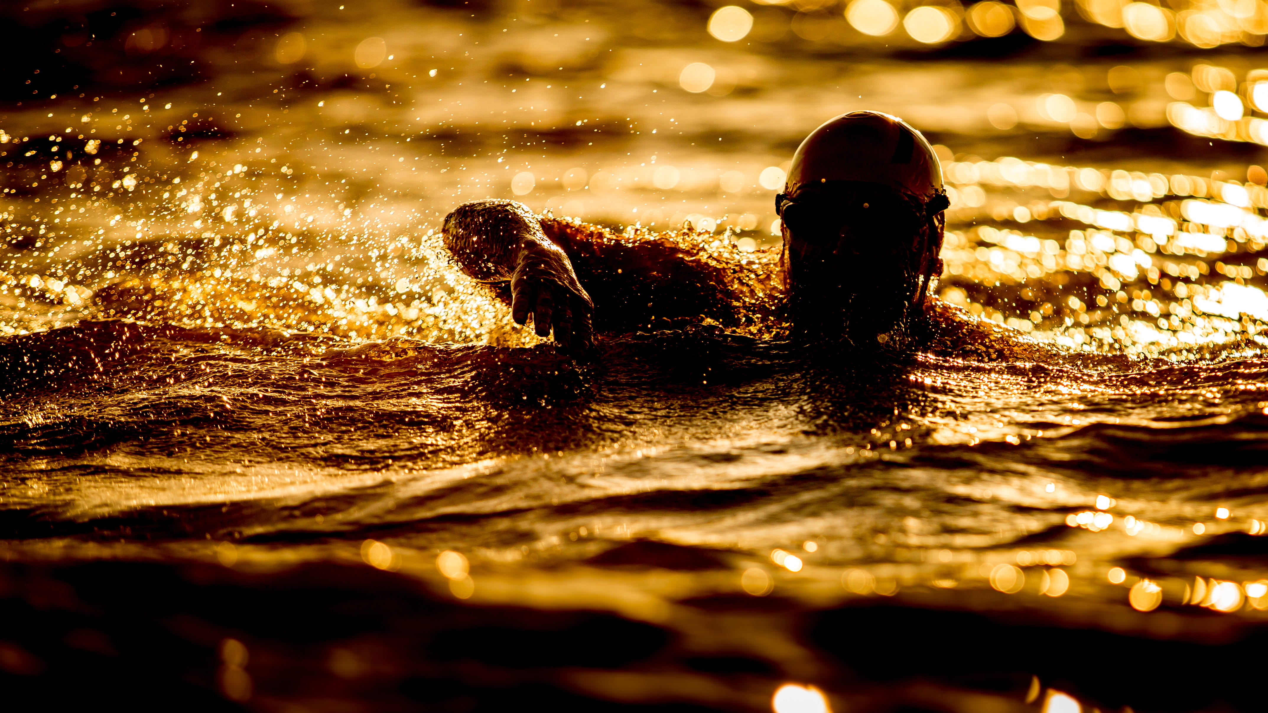 photography, person, mammal, vertebrate, animal wildlife, waterfront, selective focus, nighttime, swimming, outdoors, beauty in nature, pool, animal, sunset, HD Wallpaper