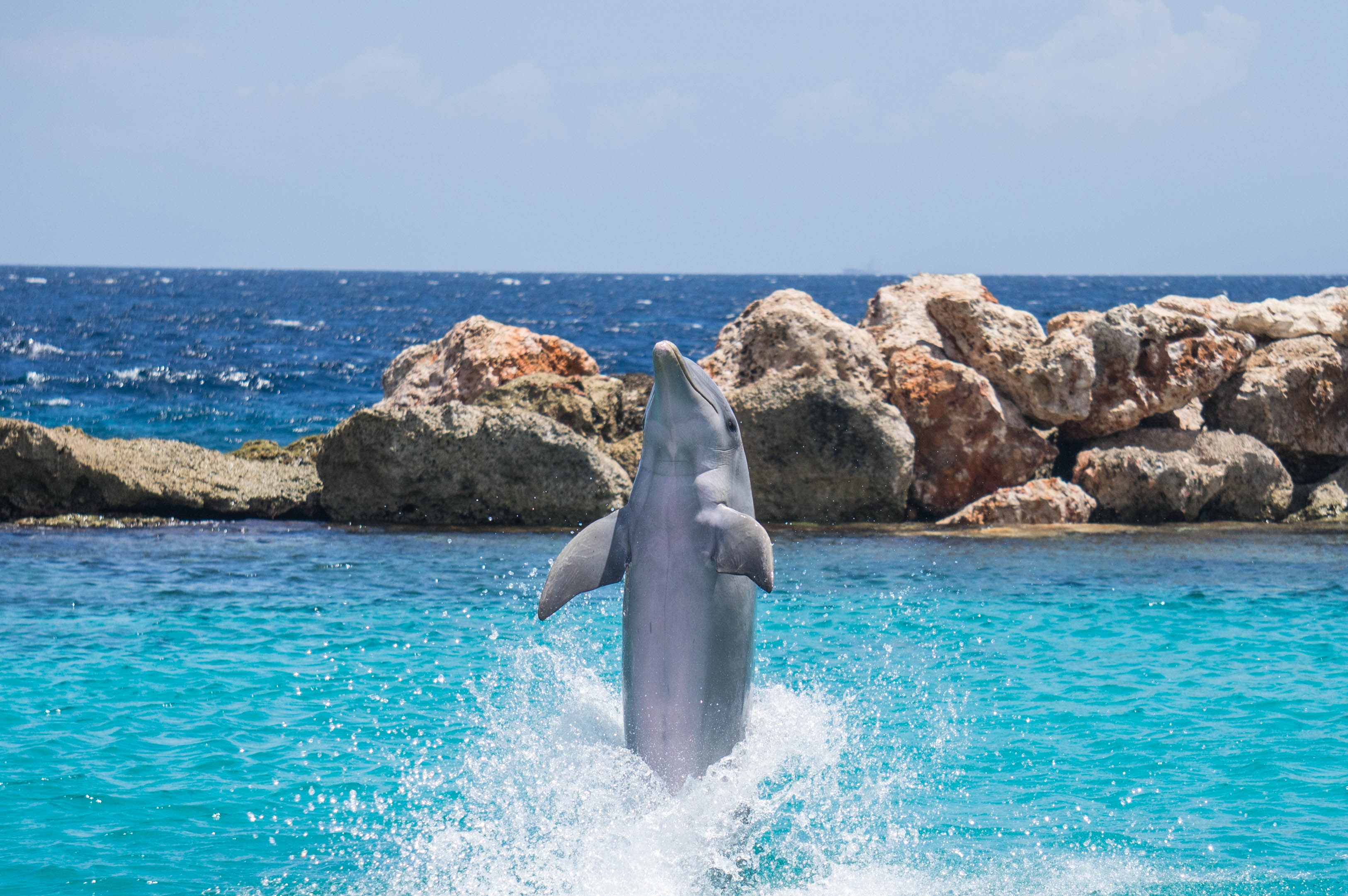 jumping, show, pool, beside, wet, wild, dolphin, playing, animals in the wild, horizon over water, horizon, swimming, one animal, no people, aquarium, jump, HD Wallpaper